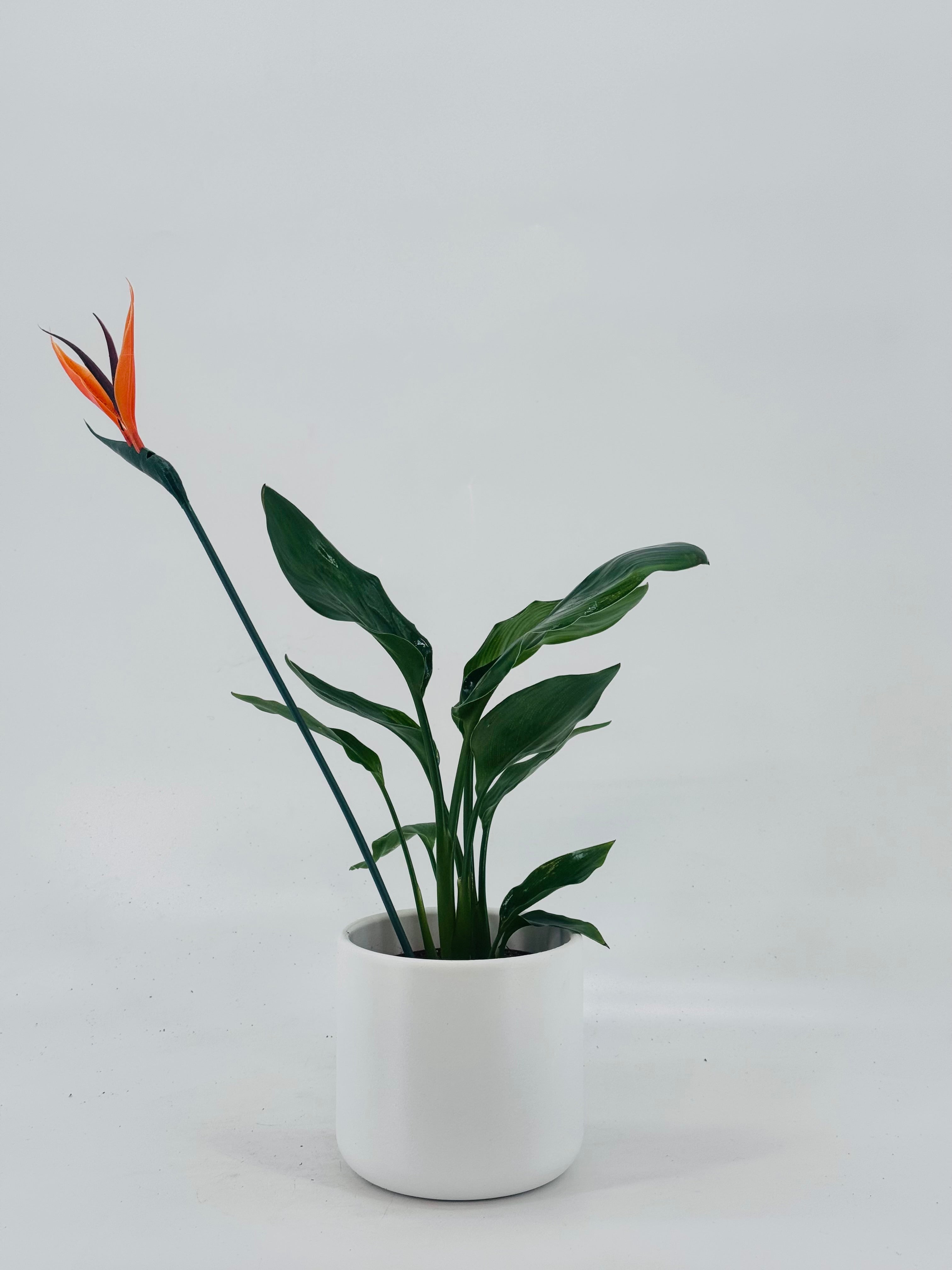 STRELITZIA ARTIFICIAL FLOWER M12