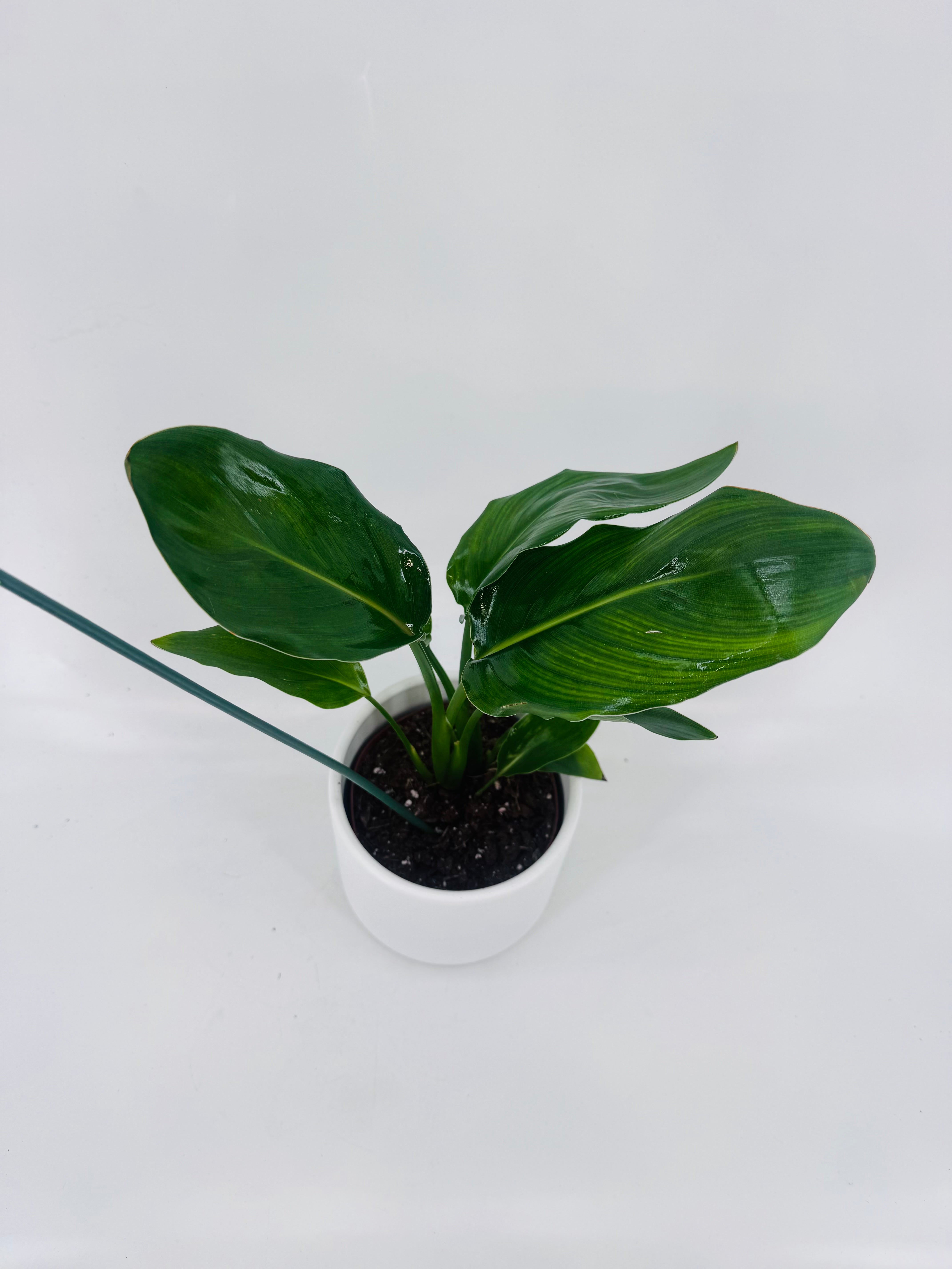 STRELITZIA ARTIFICIAL FLOWER M12