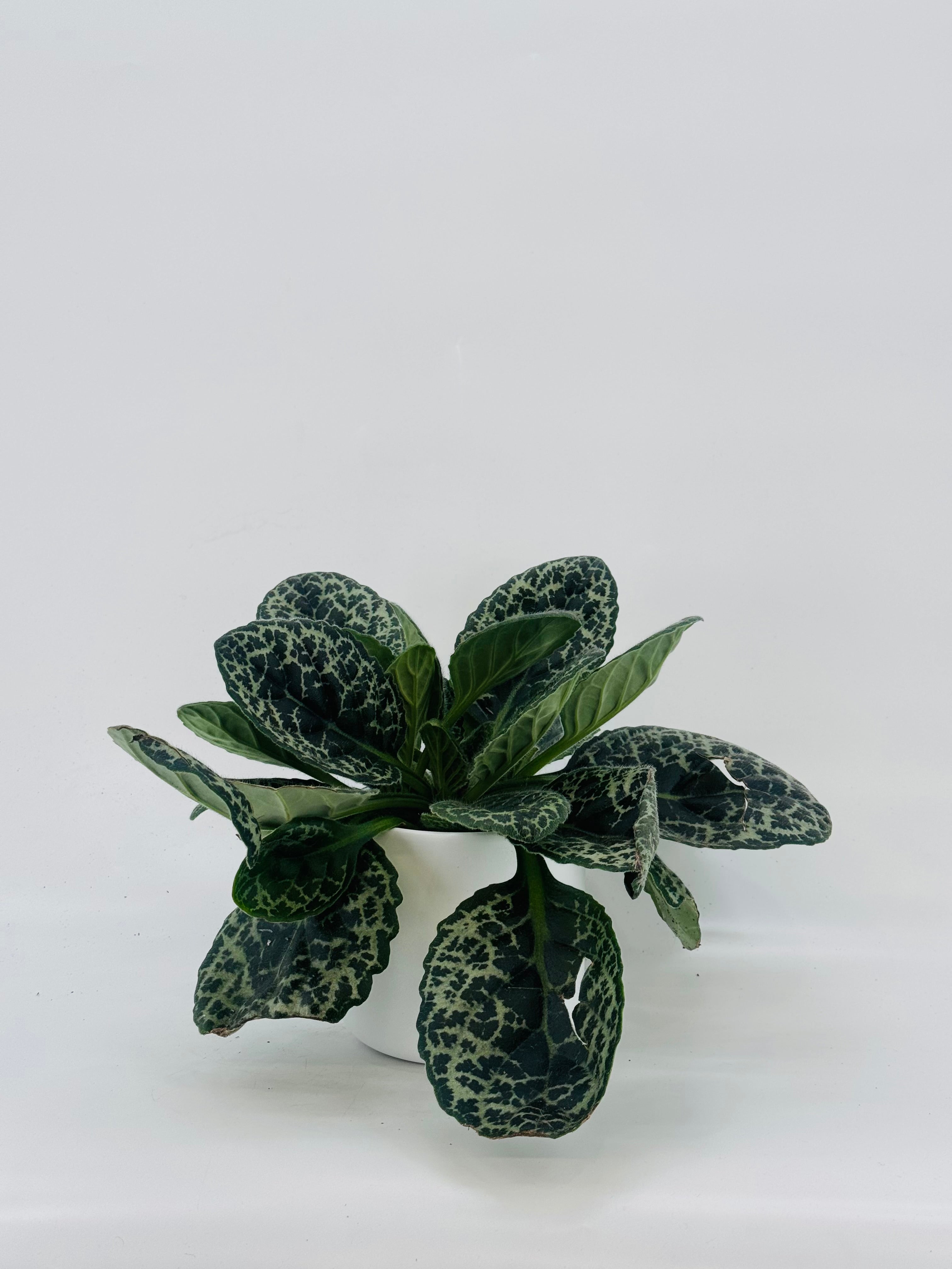 STREPTOCARPUS PRETTY TURTLE