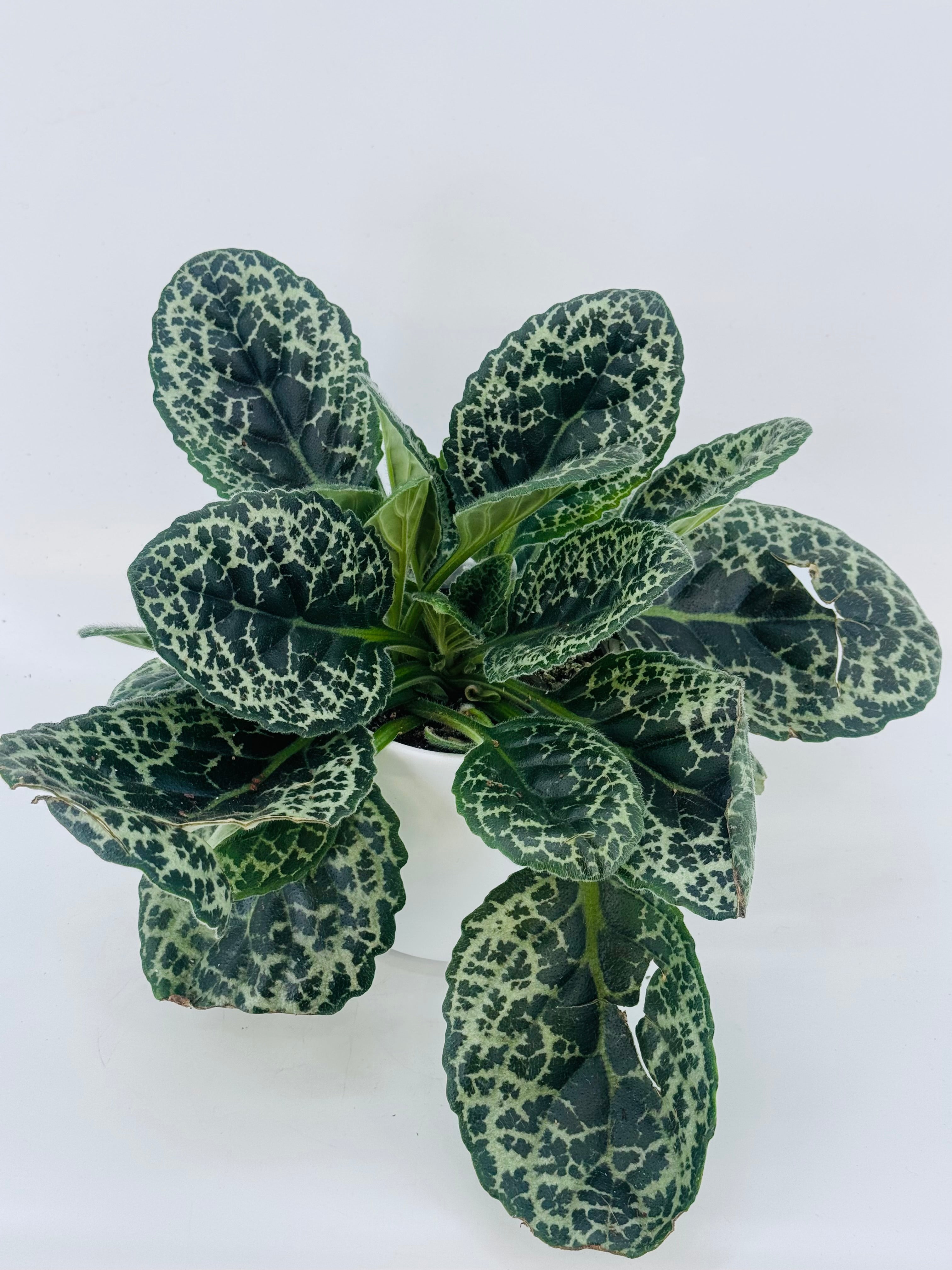 STREPTOCARPUS PRETTY TURTLE