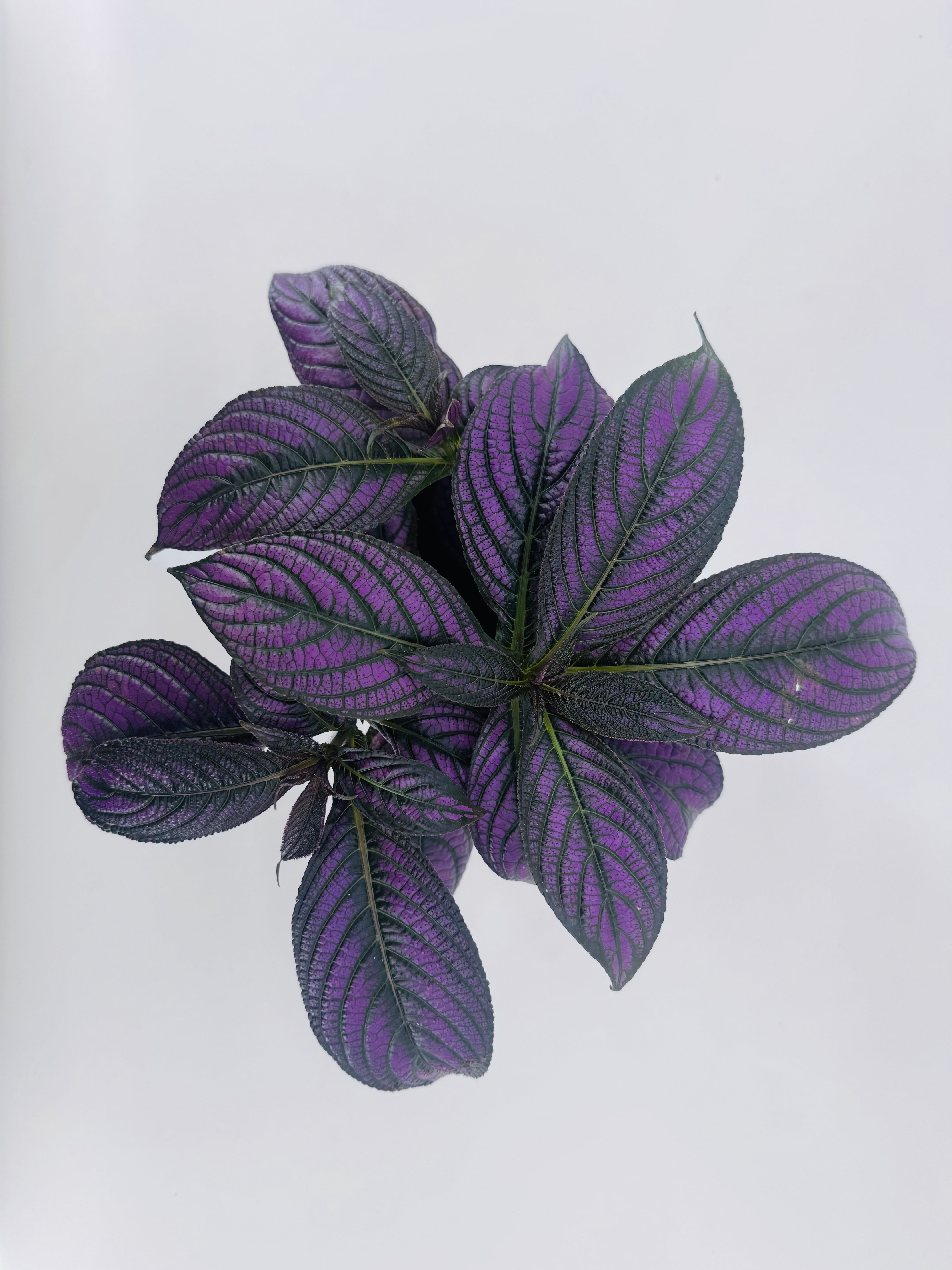 STROBILANTHES DYERIANA METALIICA M13