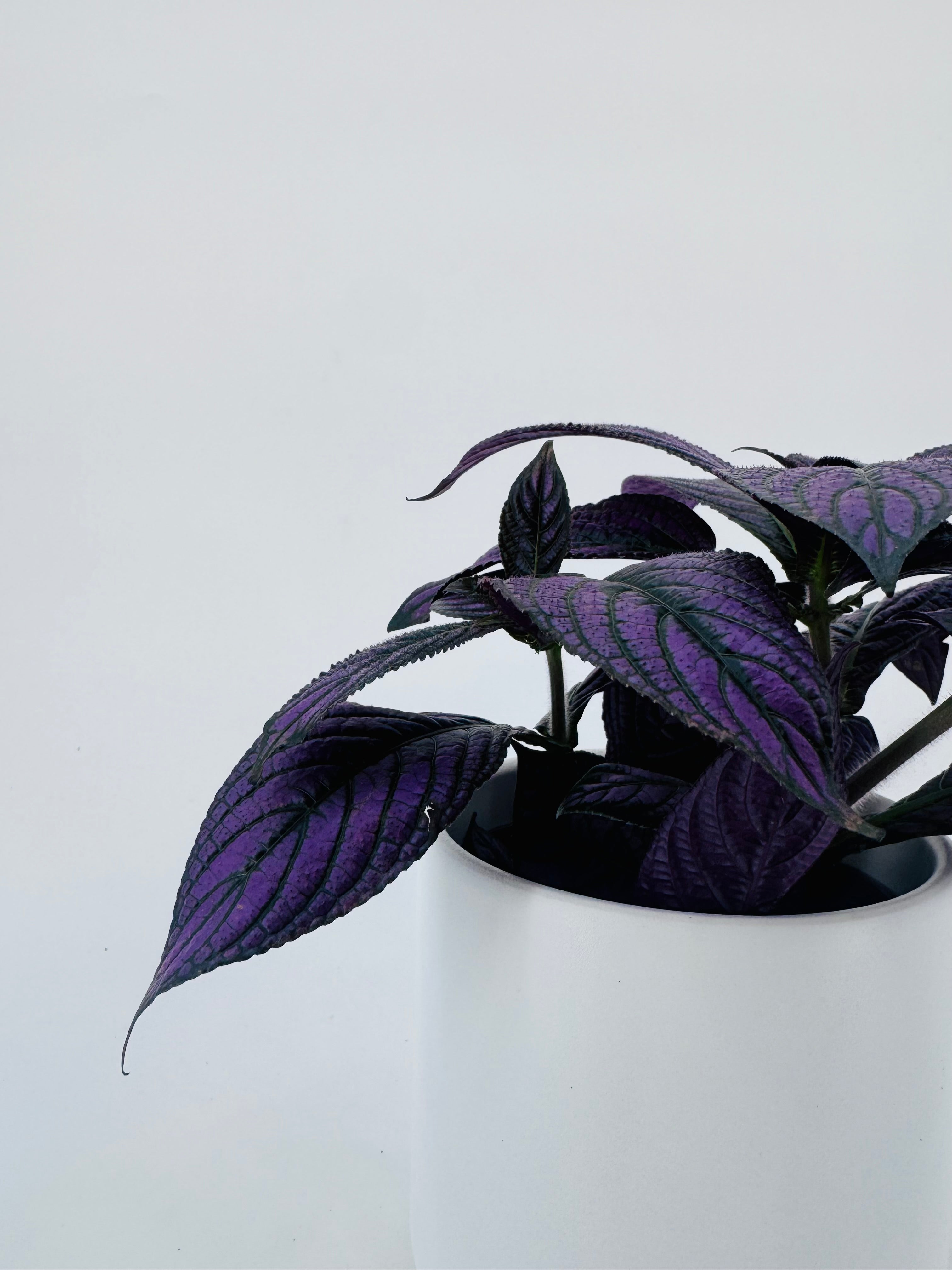 STROBILANTHES DYERIANA METALIICA M13