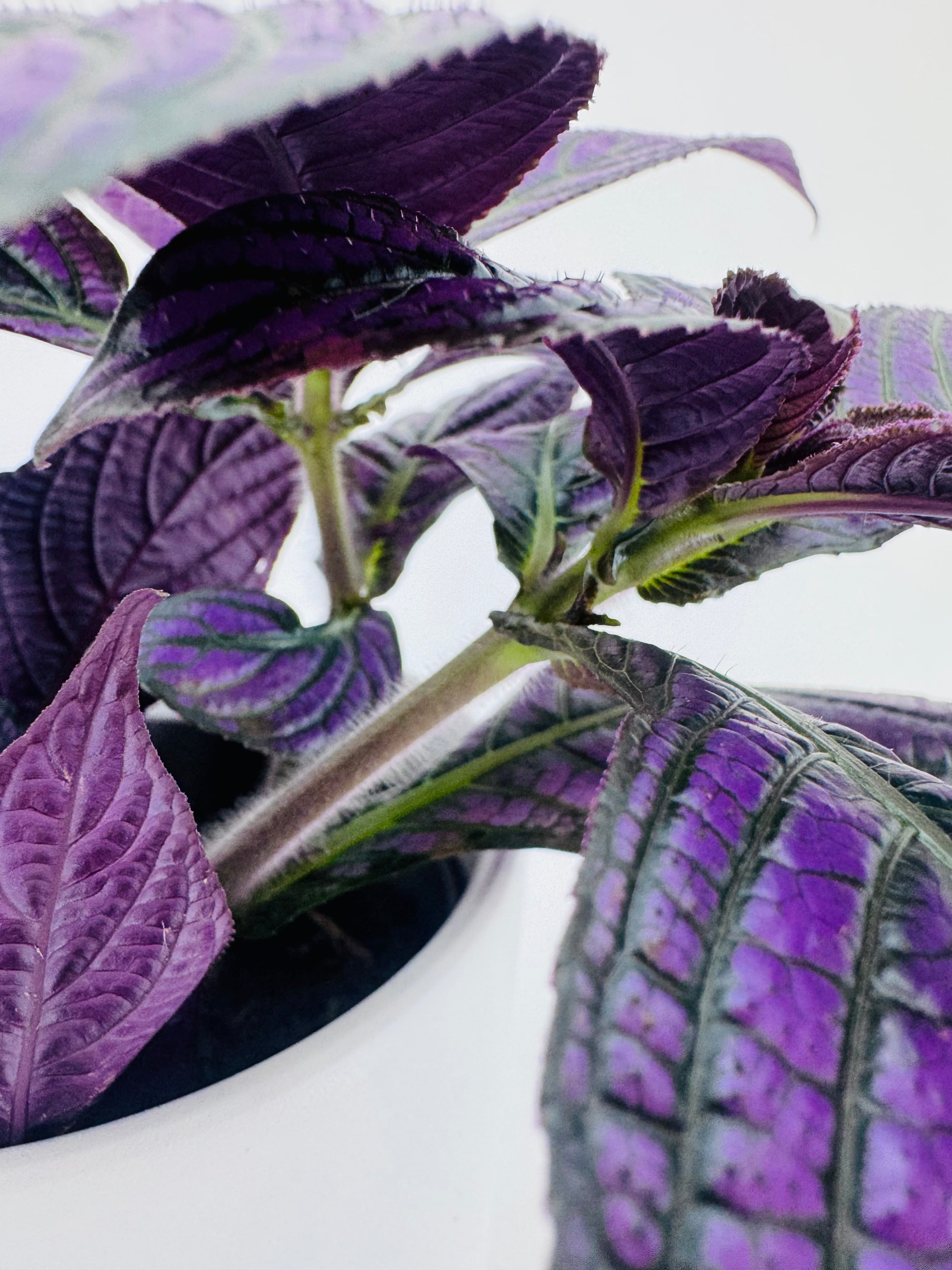 STROBILANTHES DYERIANA METALIICA M13