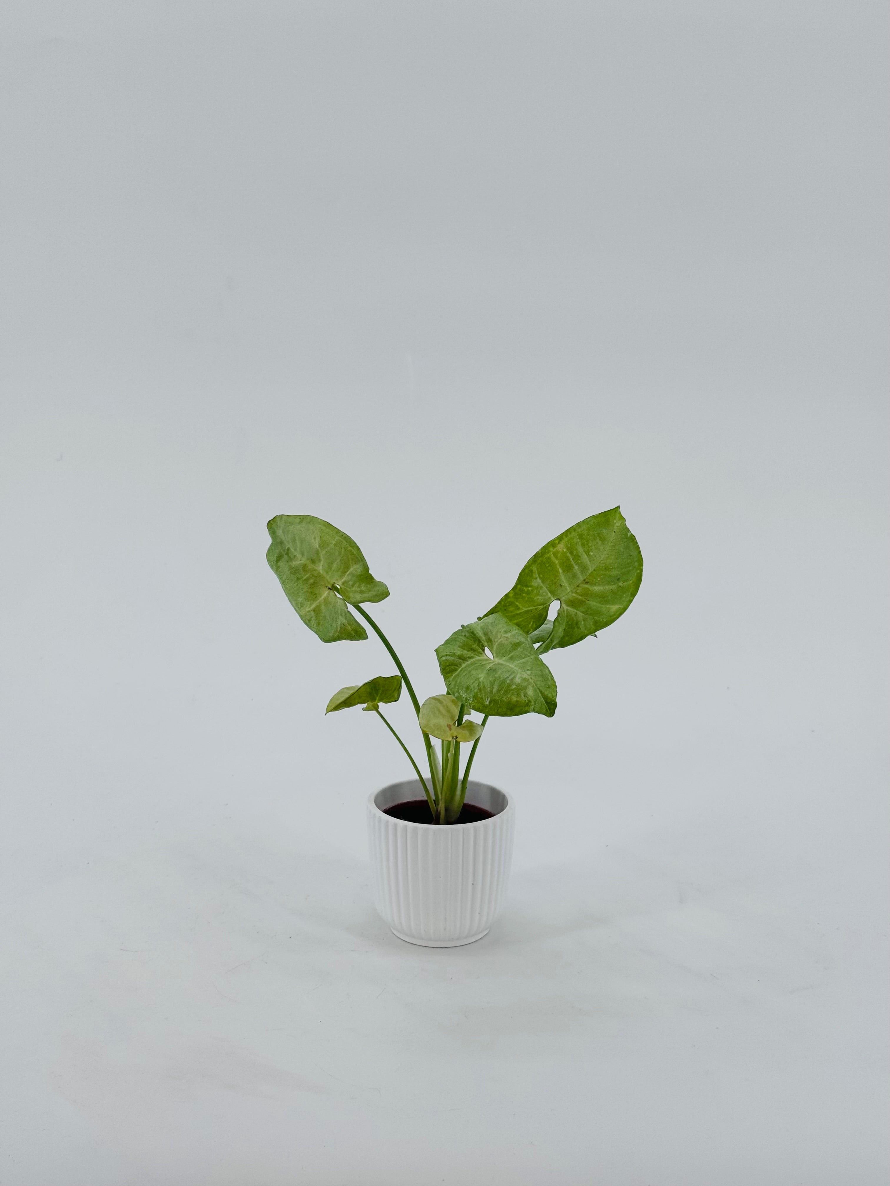 SYNGONIUM CONFETTI M6