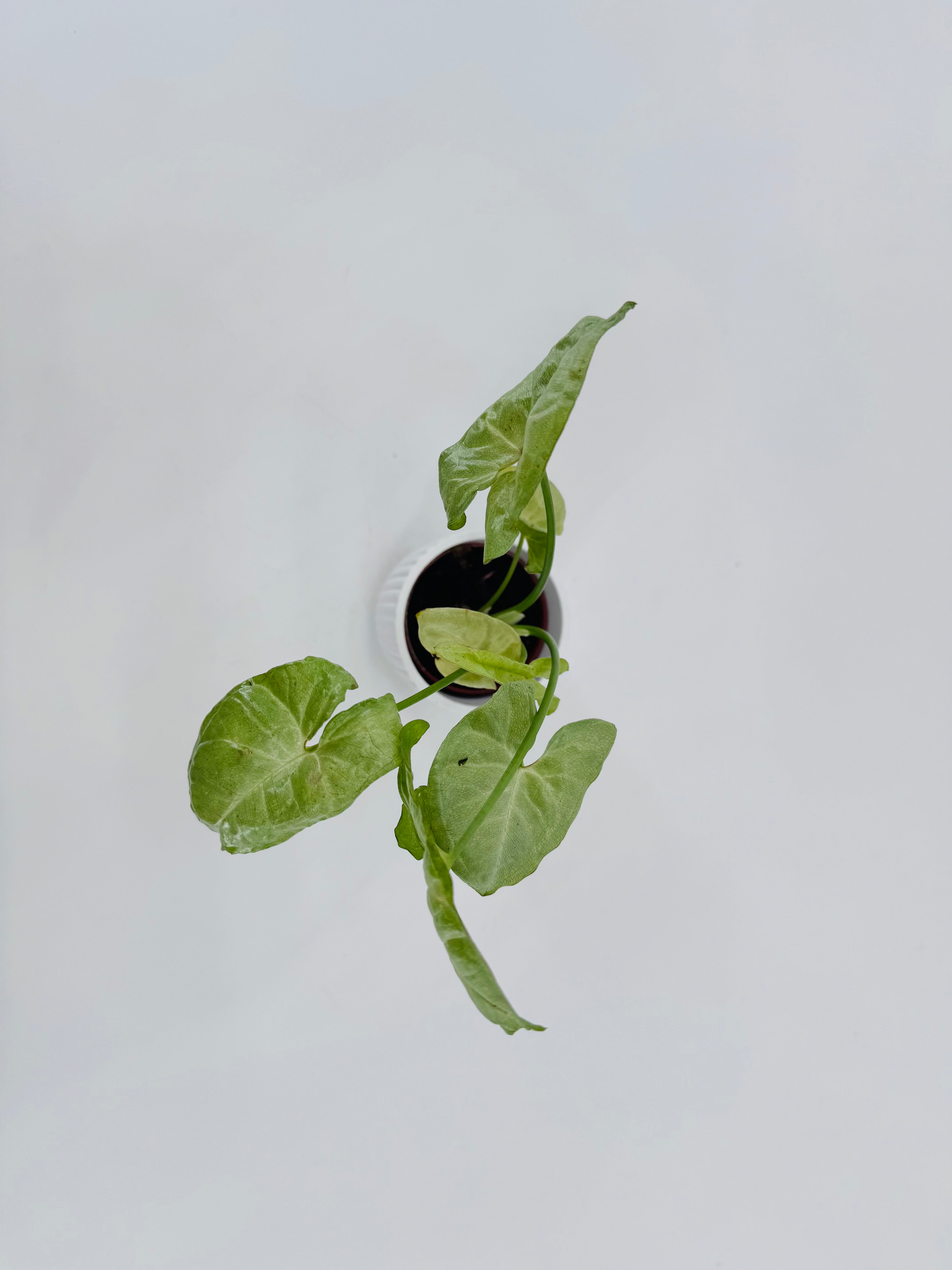 SYNGONIUM CONFETTI M6