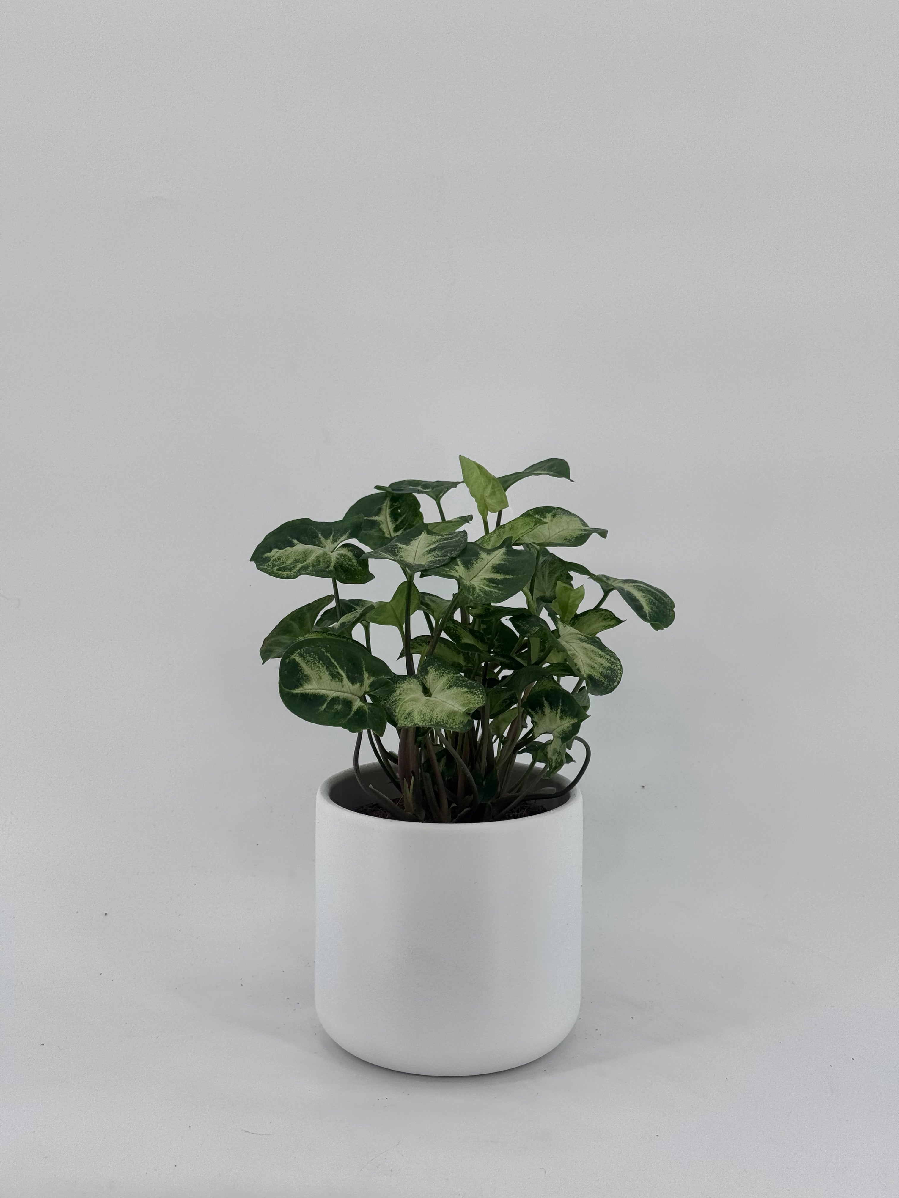 SYNGONIUM PIXIE M12