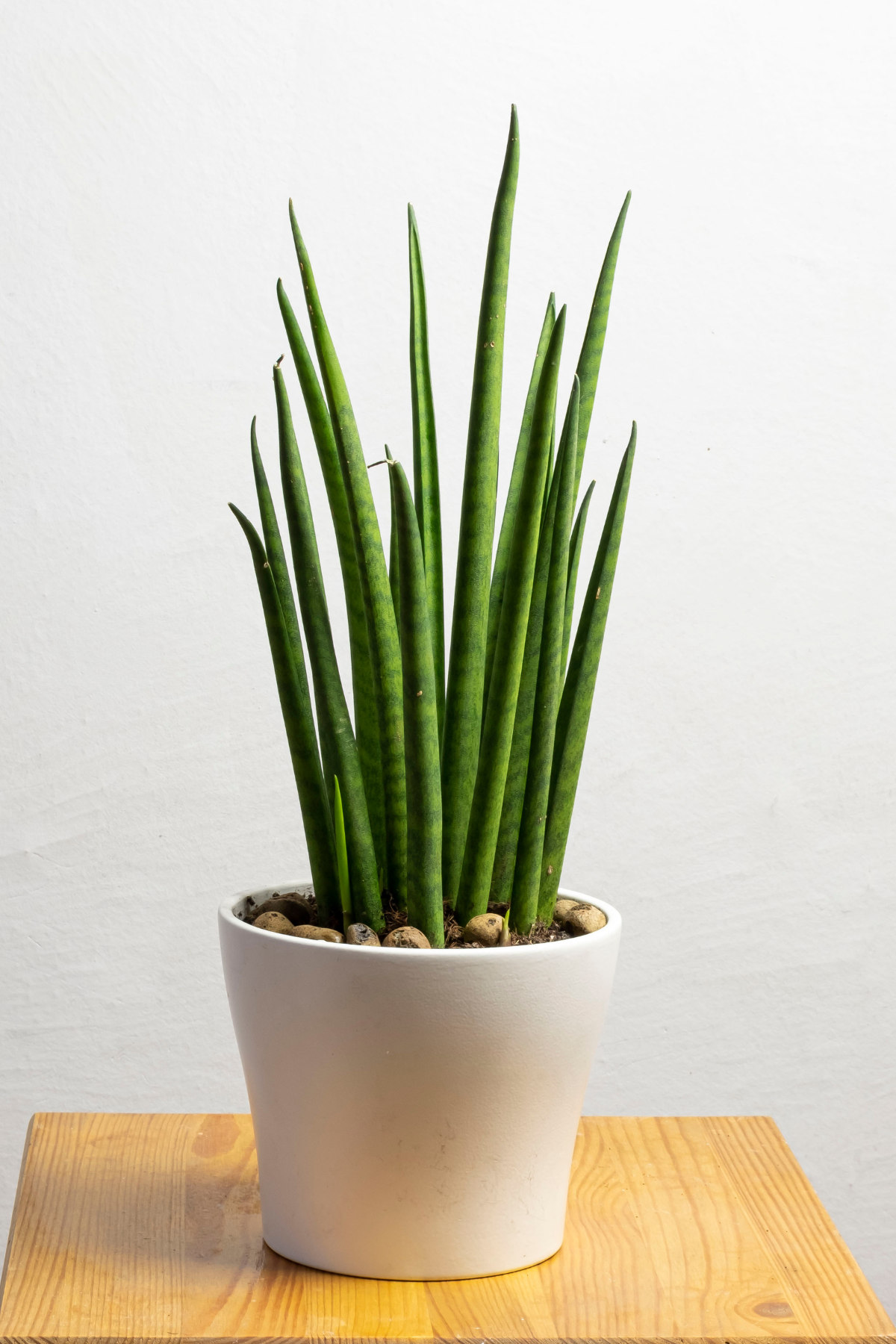 SANSEVIERIA CYL STRAIGHT M8