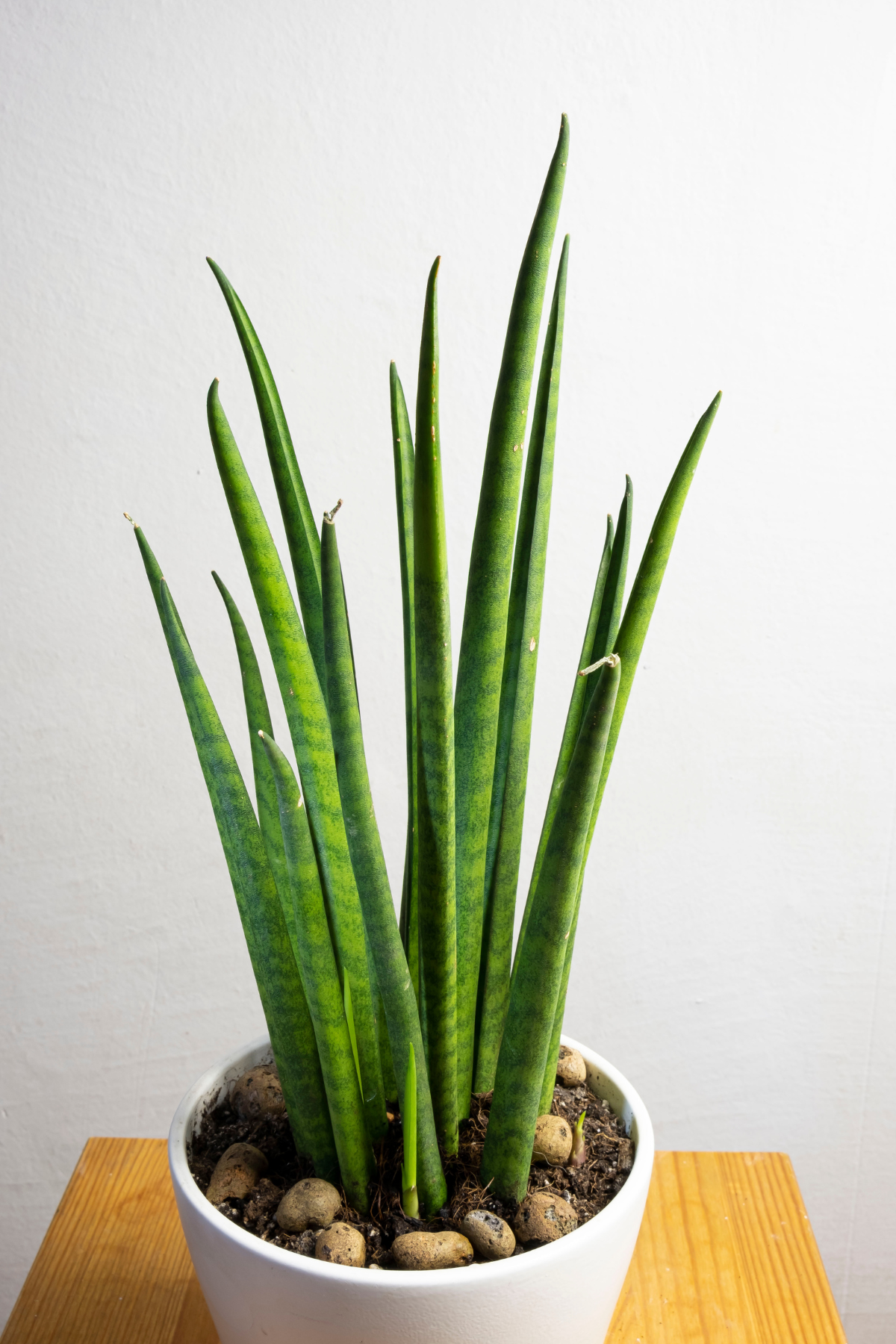 SANSEVIERIA CYL STRAIGHT M8