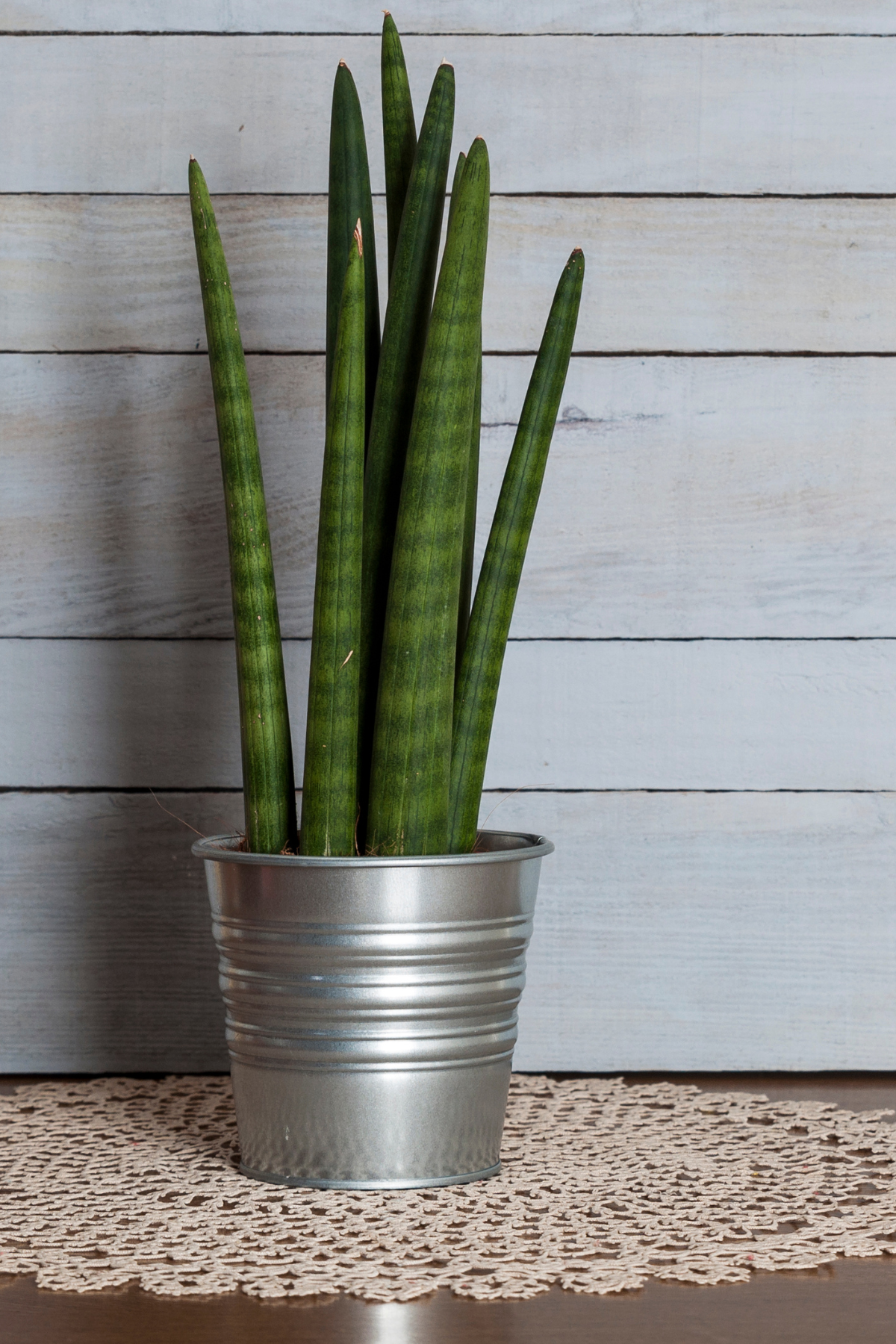 SANSEVIERIA CYL STRAIGHT M8