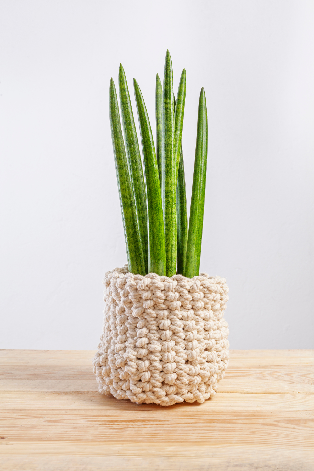 SANSEVIERIA CYL STRAIGHT M8