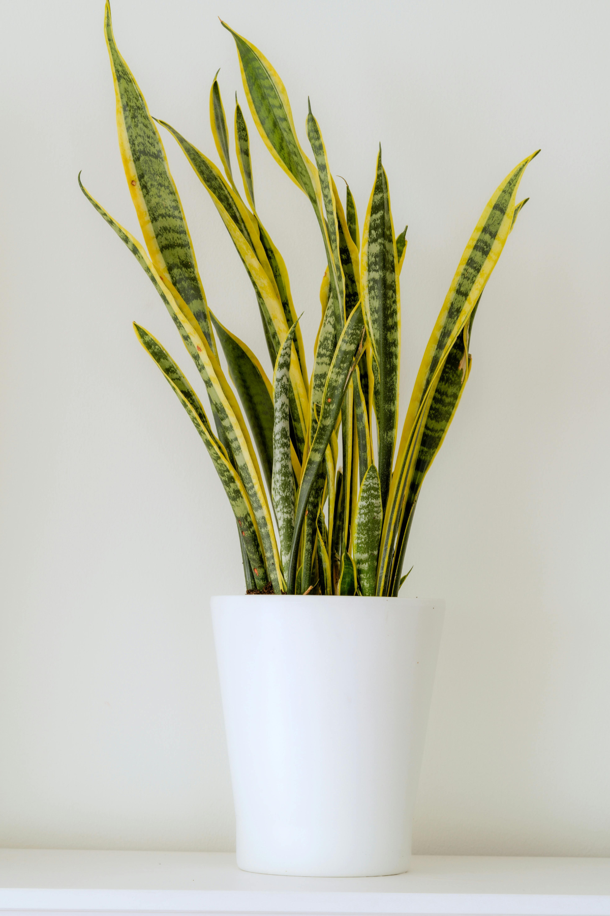 SANSEVIERIA LAURENTII C24