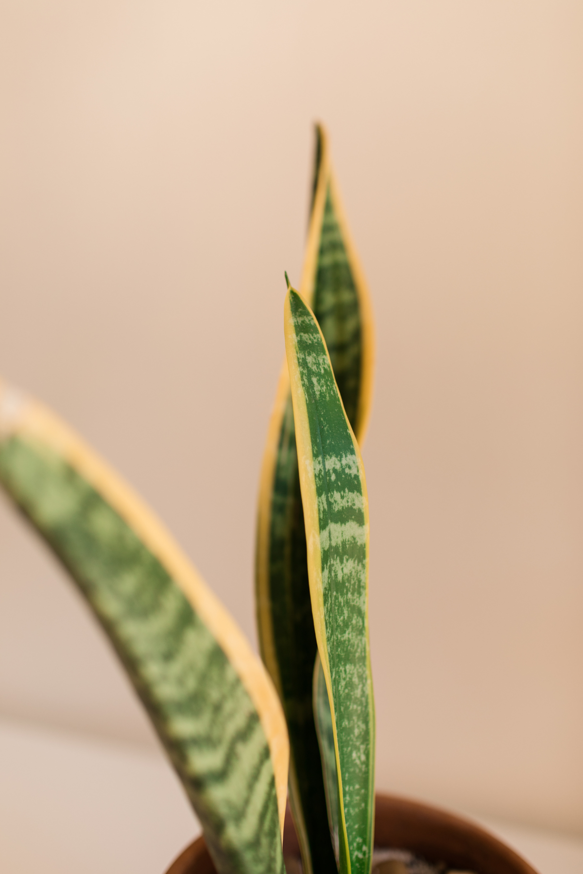 SANSEVIERIA LAURENTII C24