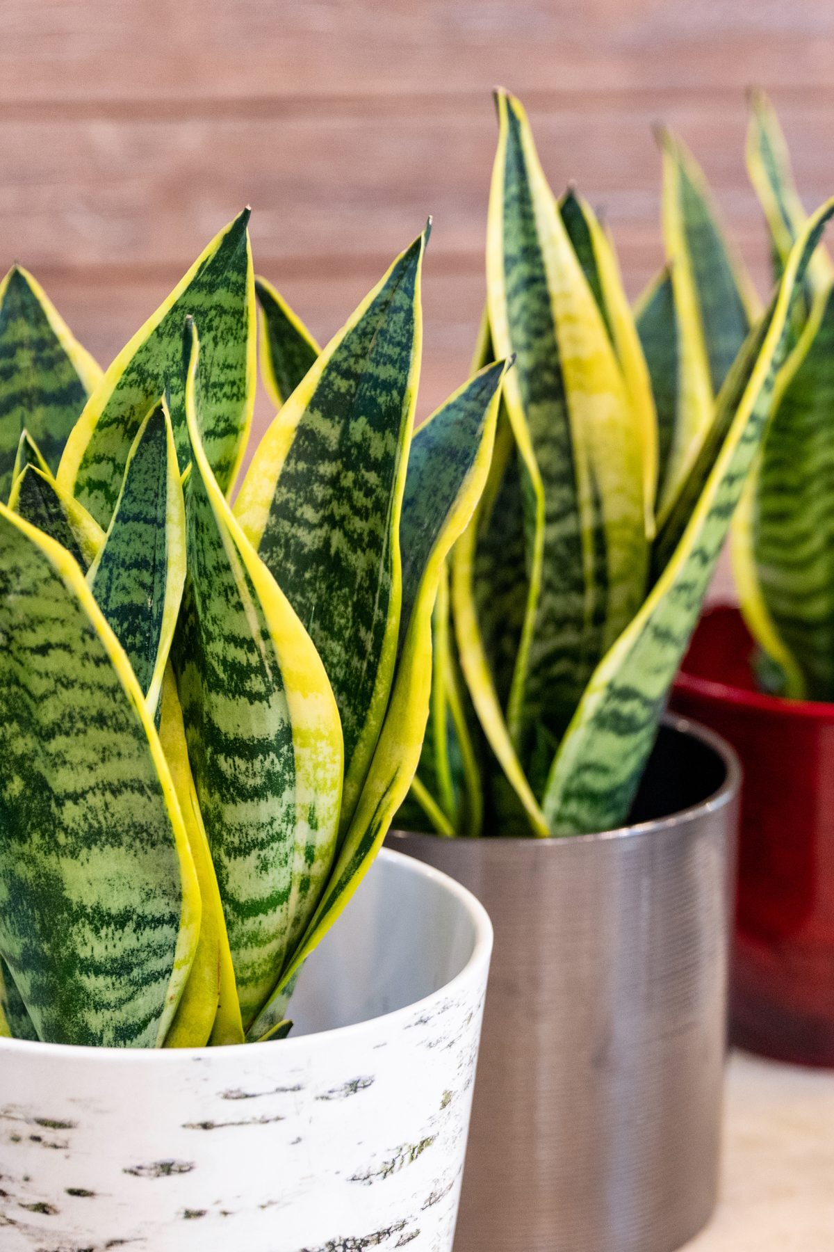 SANSEVIERIA LAURENTII C24