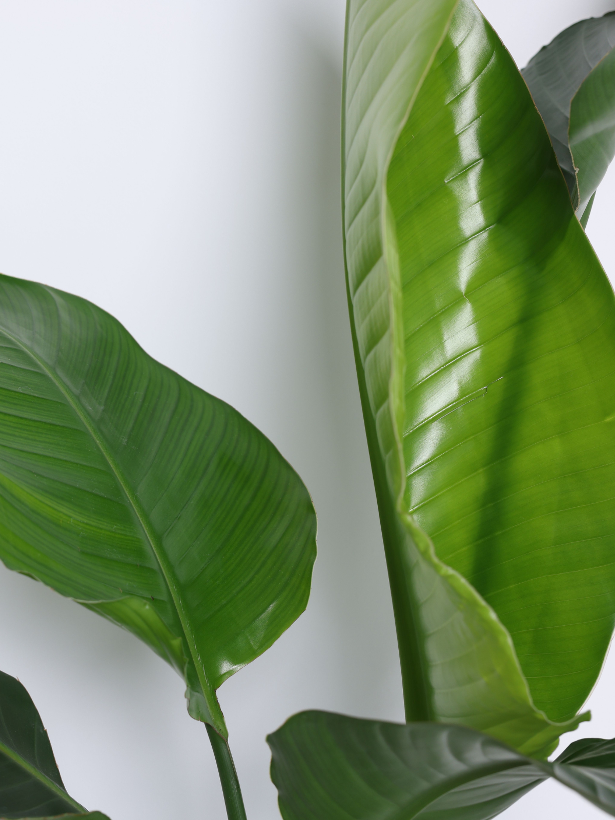 STRELITZIA NICOLAI C25L