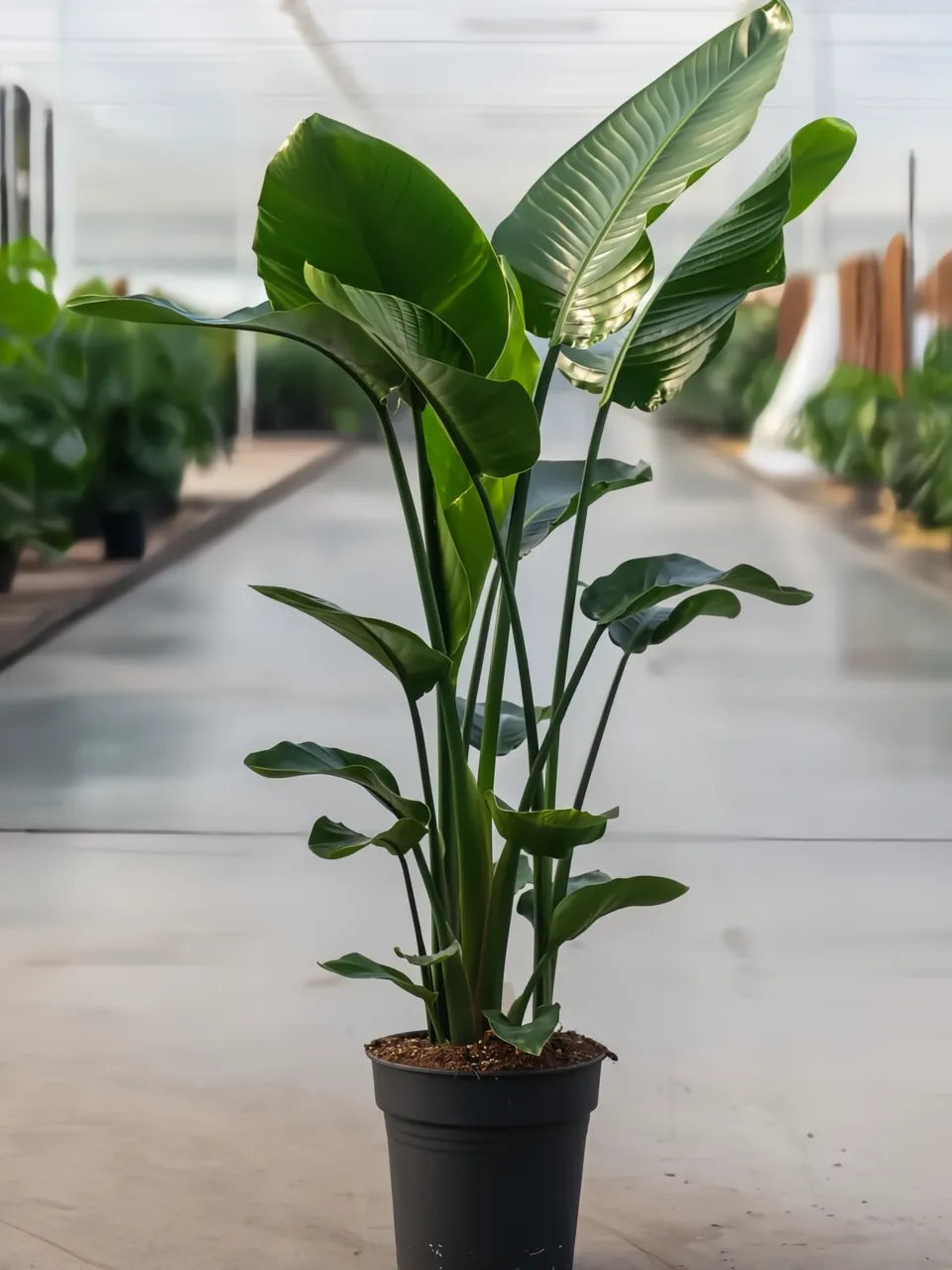 STRELITZIA NICOLAI C25L