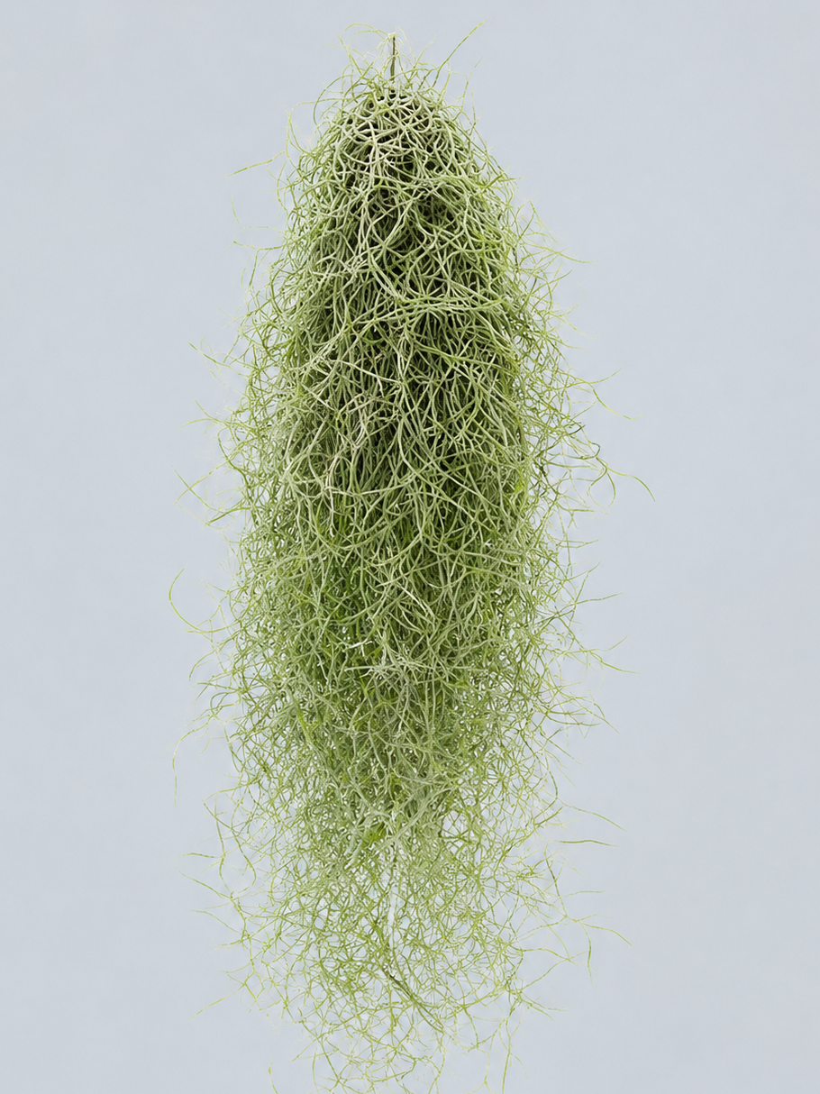 TILLANDSIA USNEOIDES 50CM