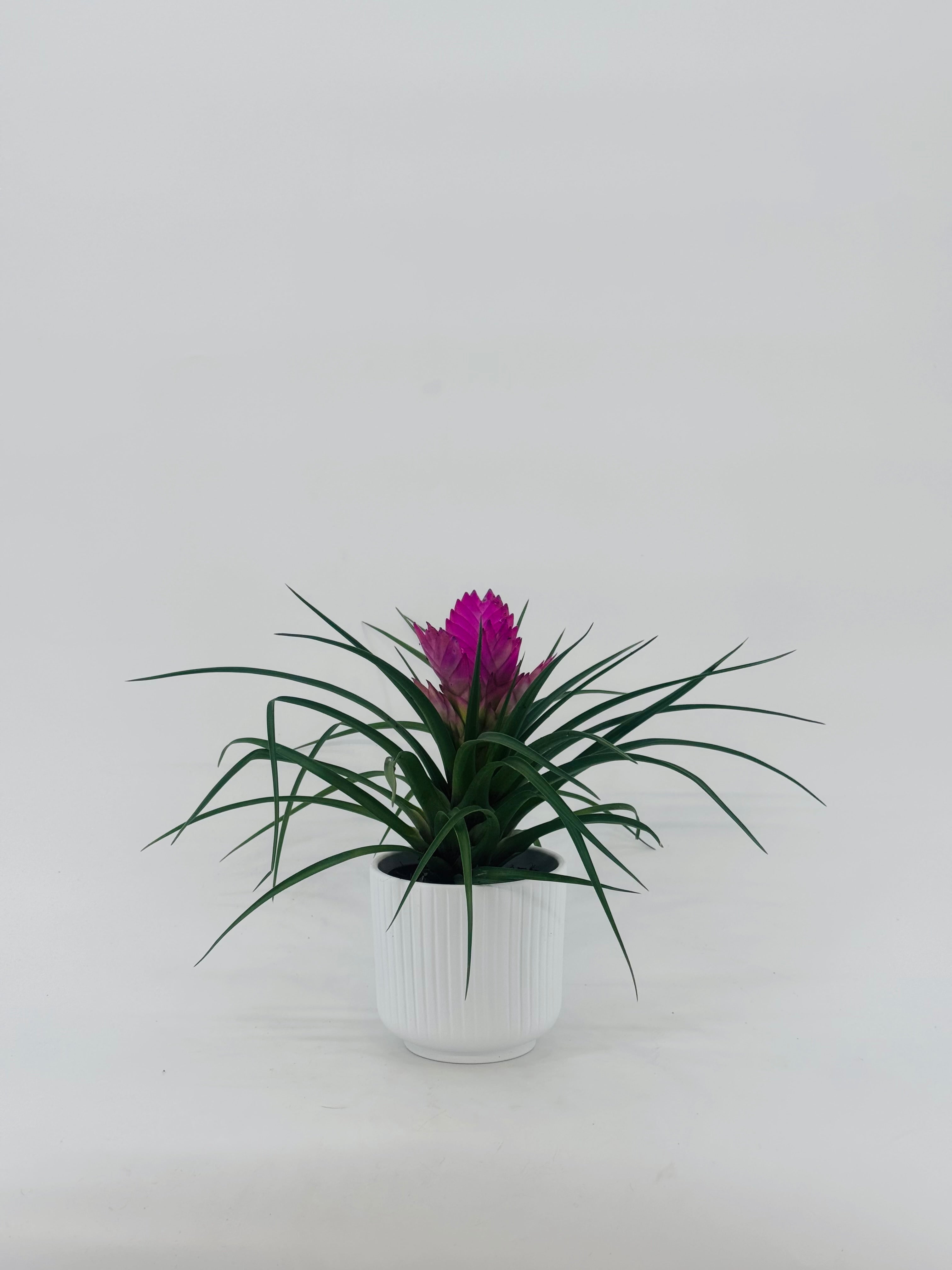 TILLANDSIA CYANEA ANITA ROSA