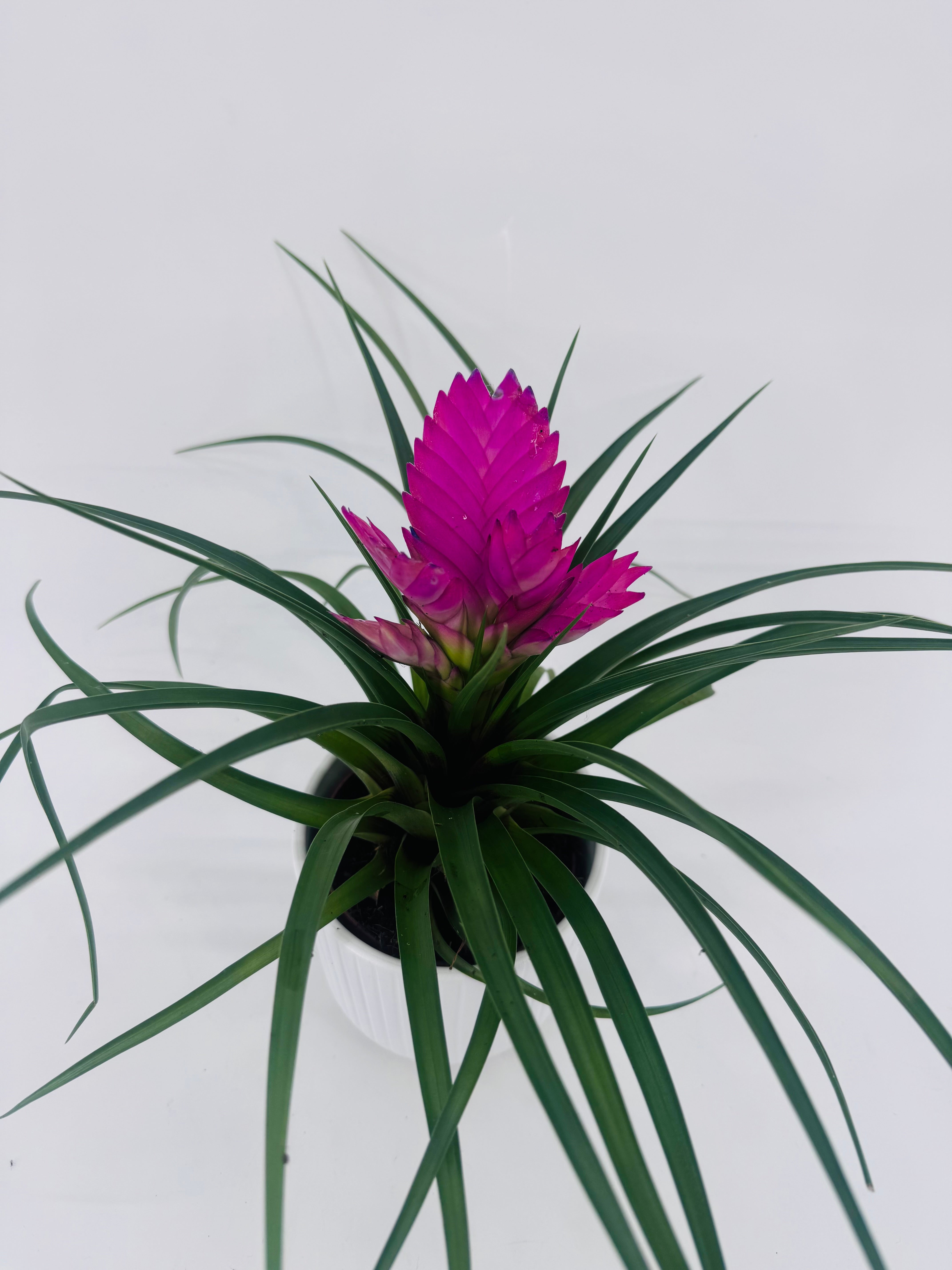 TILLANDSIA CYANEA ANITA ROSA