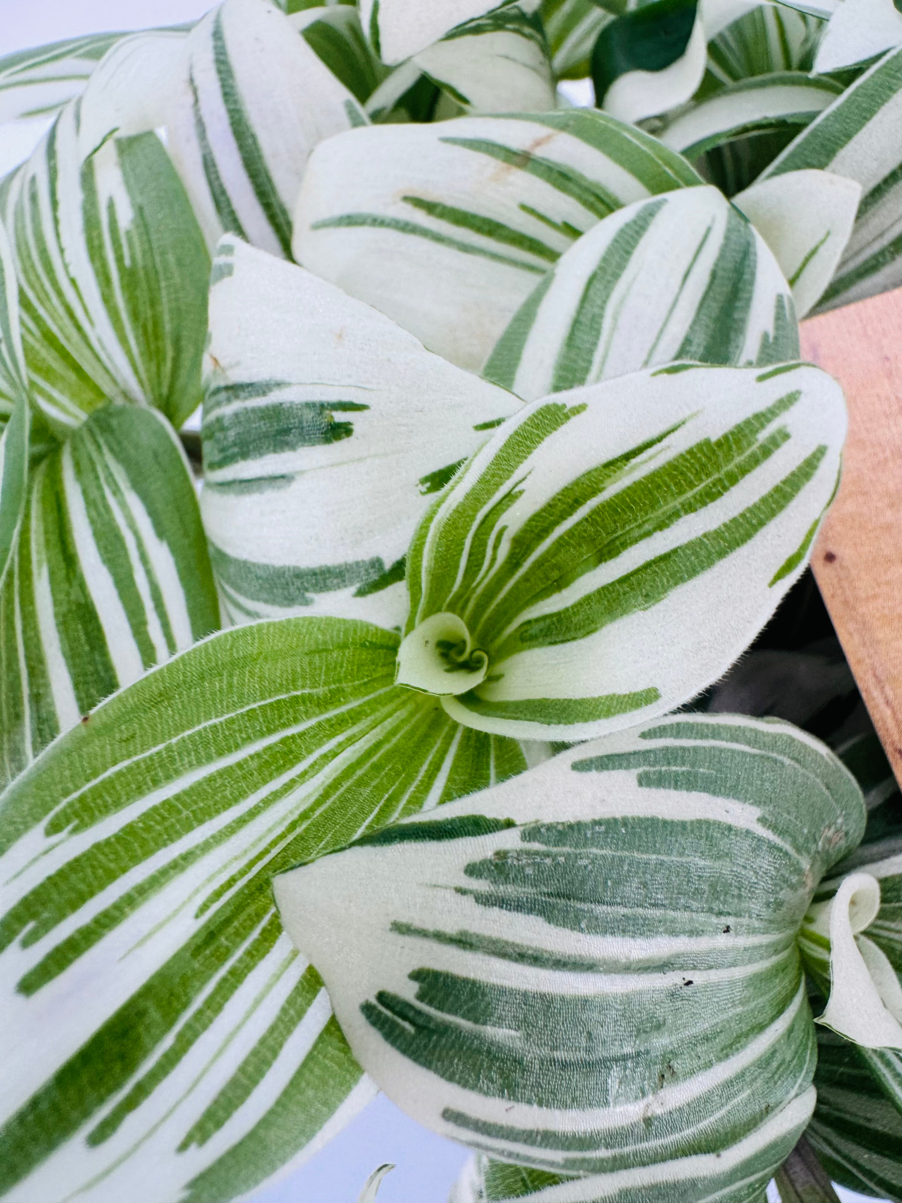 Tradescantia 'Brightness' M12 con follaje variegado en verde y blanco, ideal para interiores.