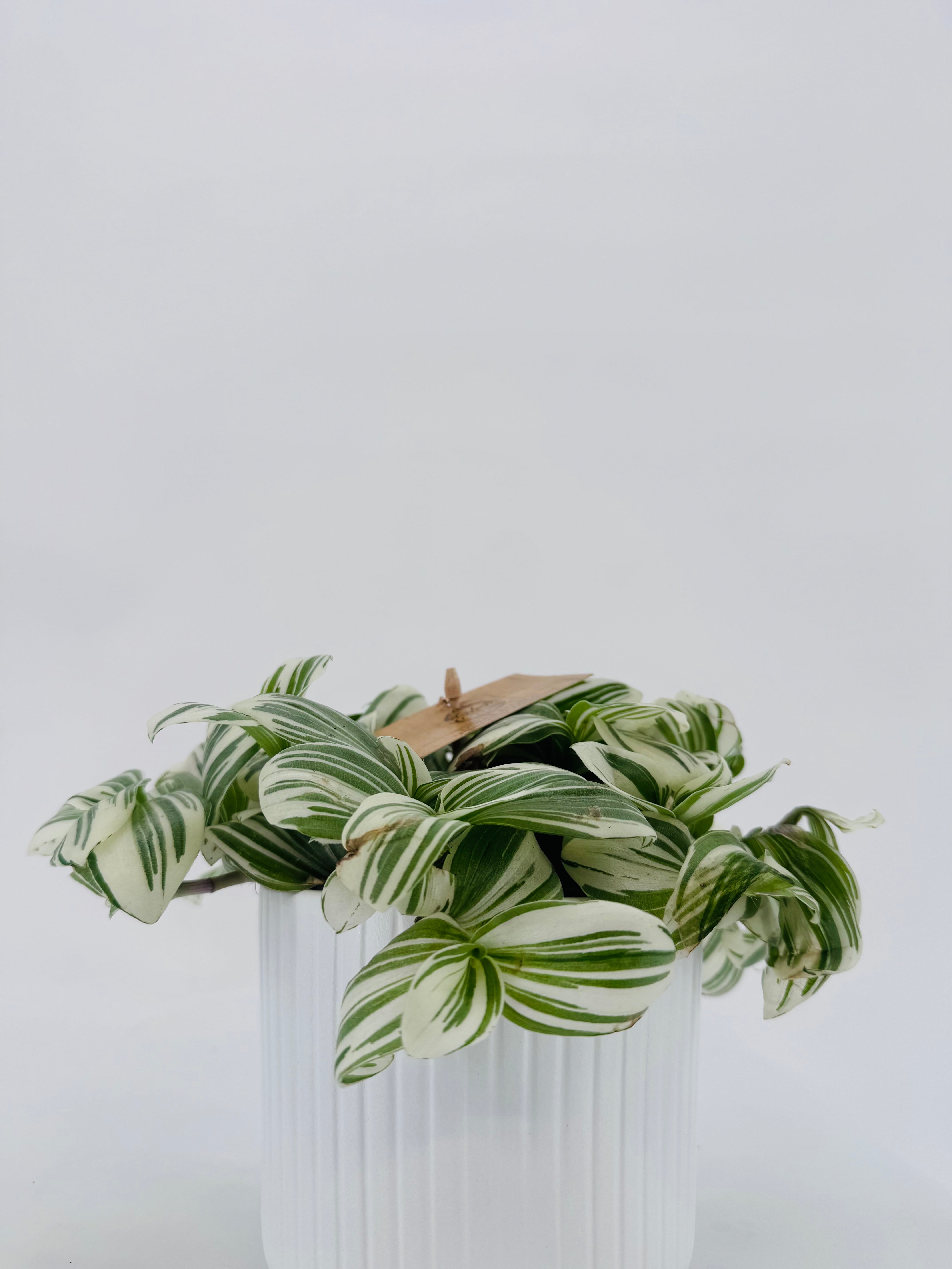 Tradescantia 'Brightness' M12 con follaje variegado verde, crema y rosado en maceta blanca.
