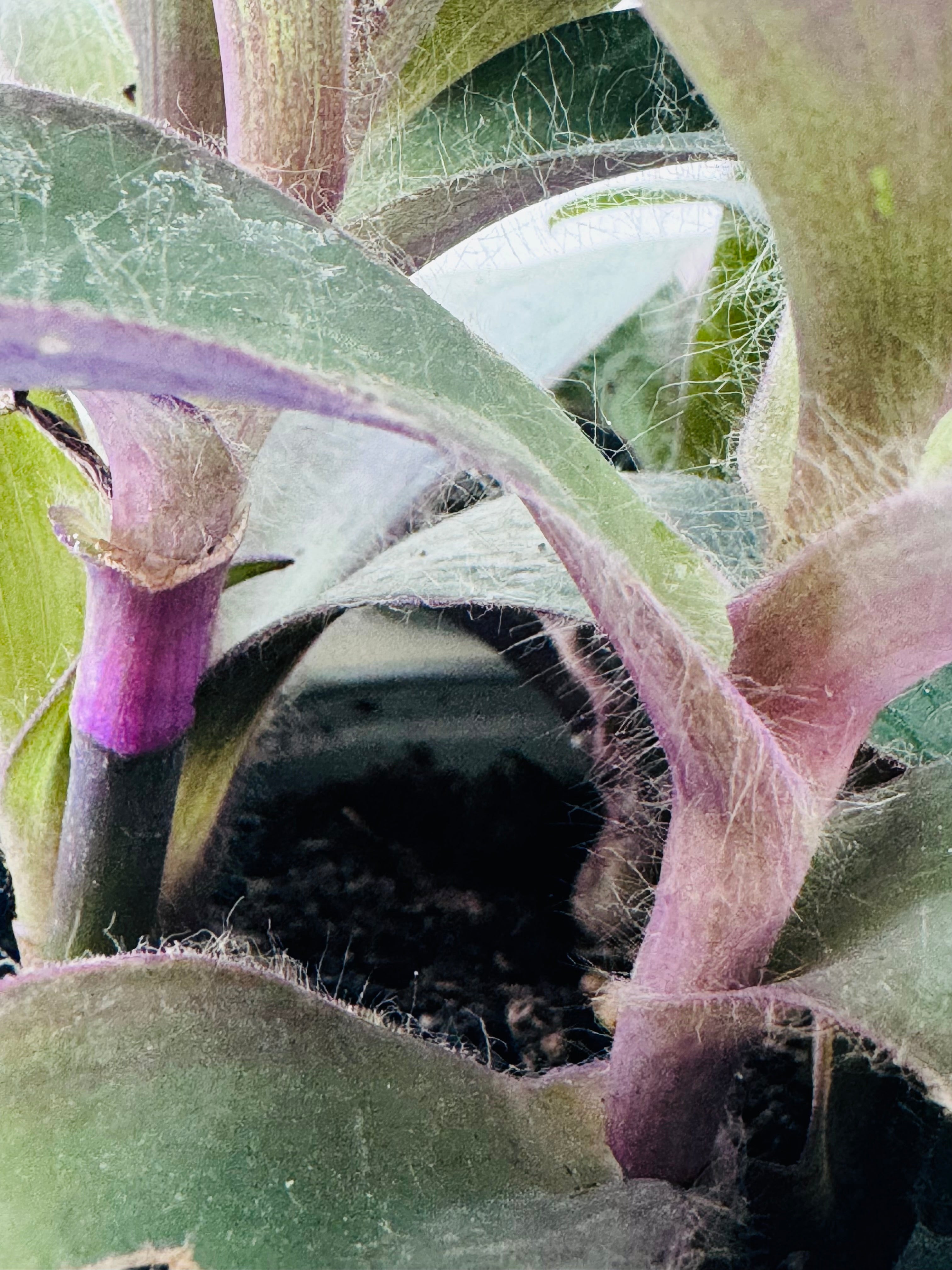 Tradescantia pallida 'Purpurea' M10,5 con follaje púrpura oscuro y tallos peludos en maceta negra.