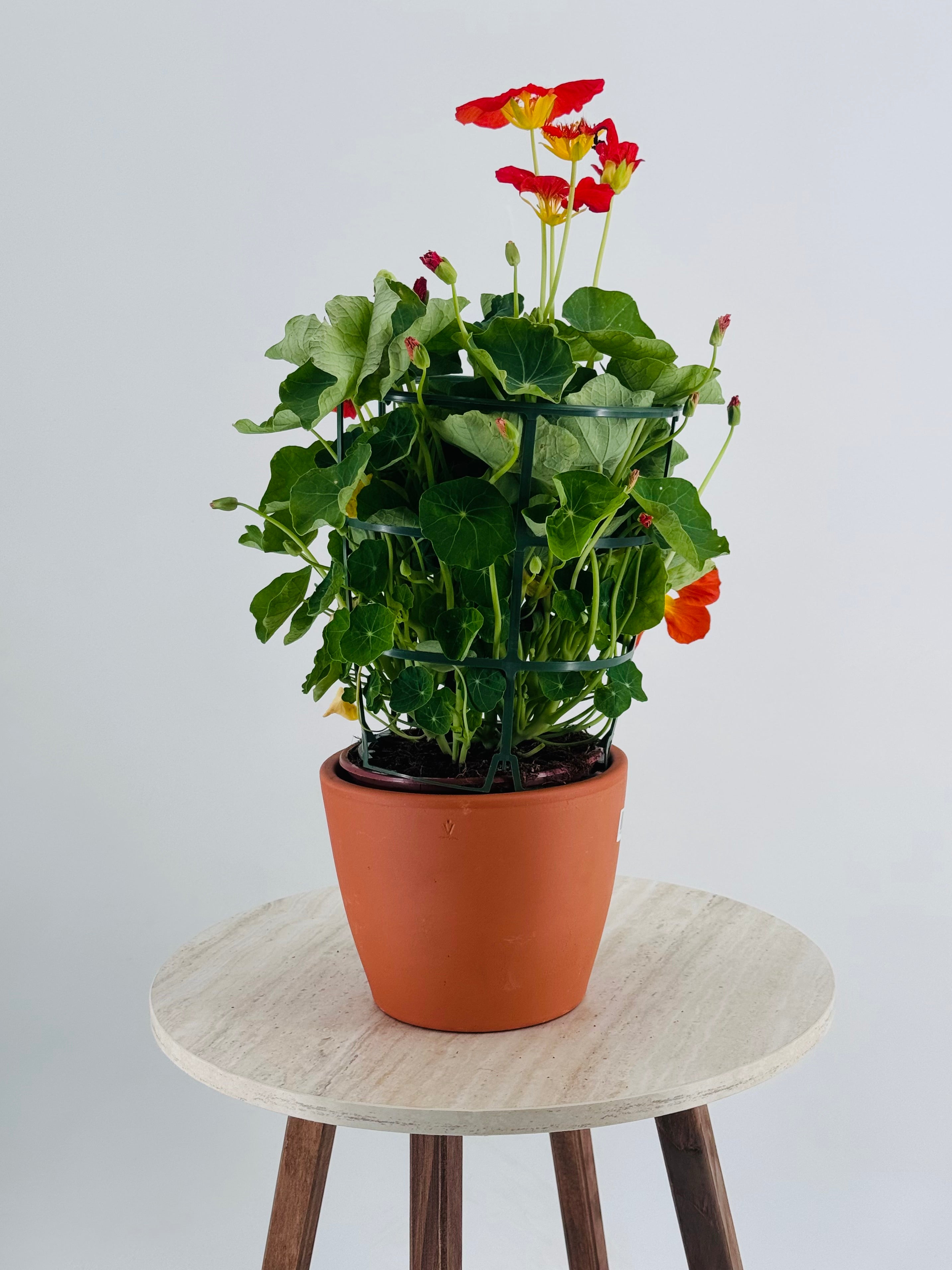 TROPAEOLUM MAJUS M13 CAPUCHINA