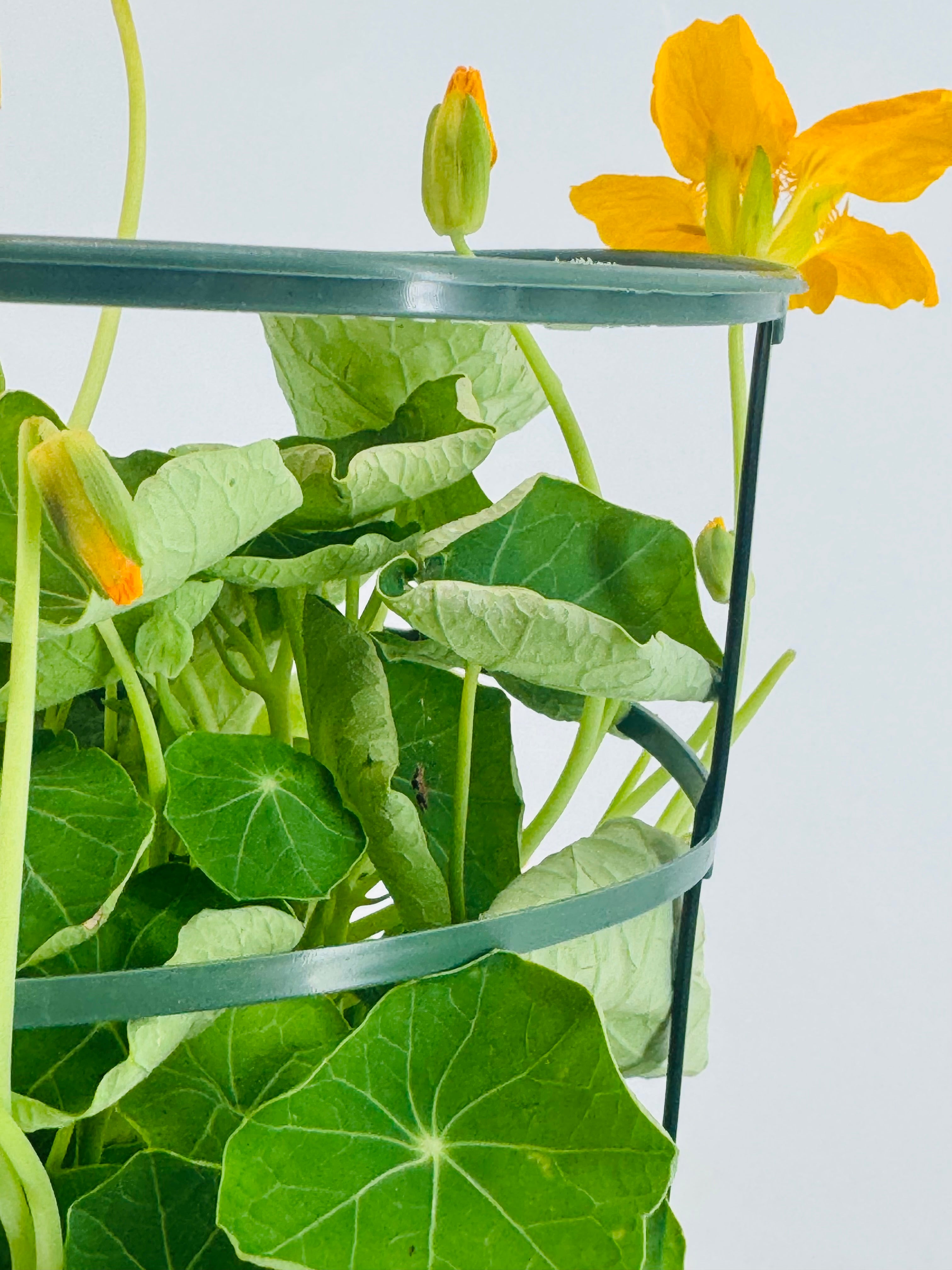 TROPAEOLUM MAJUS M13 CAPUCHINA