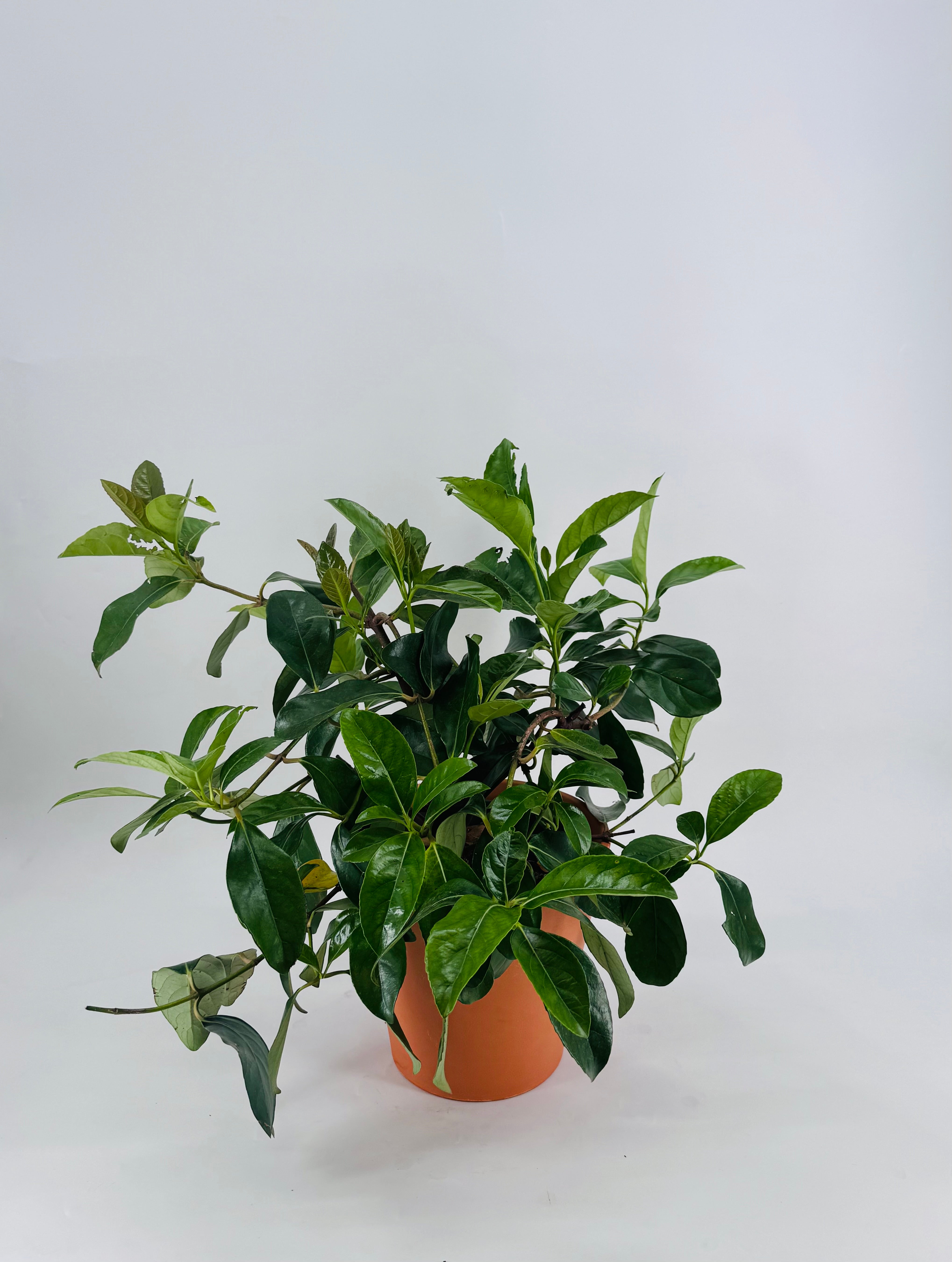VIBURNUM LUCIDUM C-22