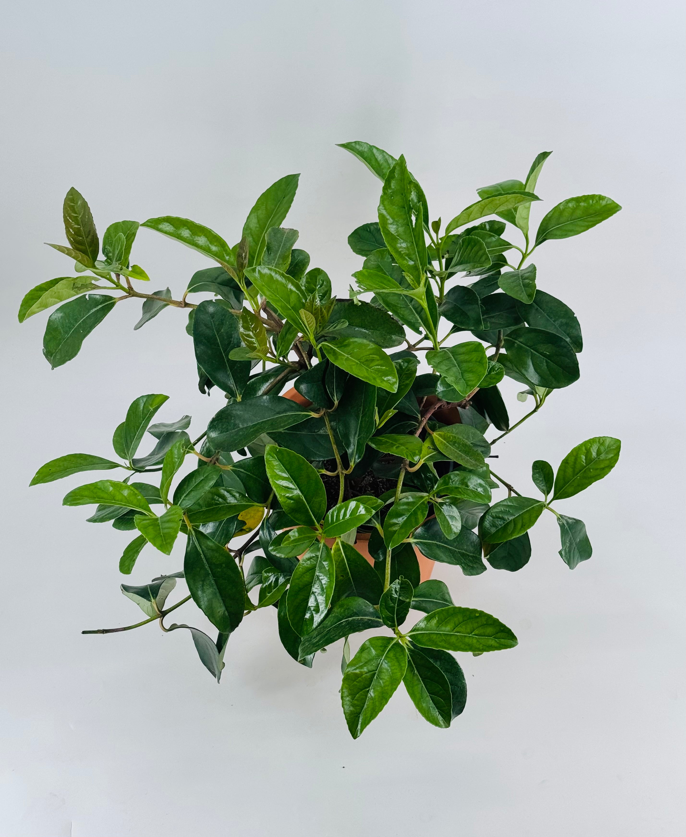 VIBURNUM LUCIDUM C-22