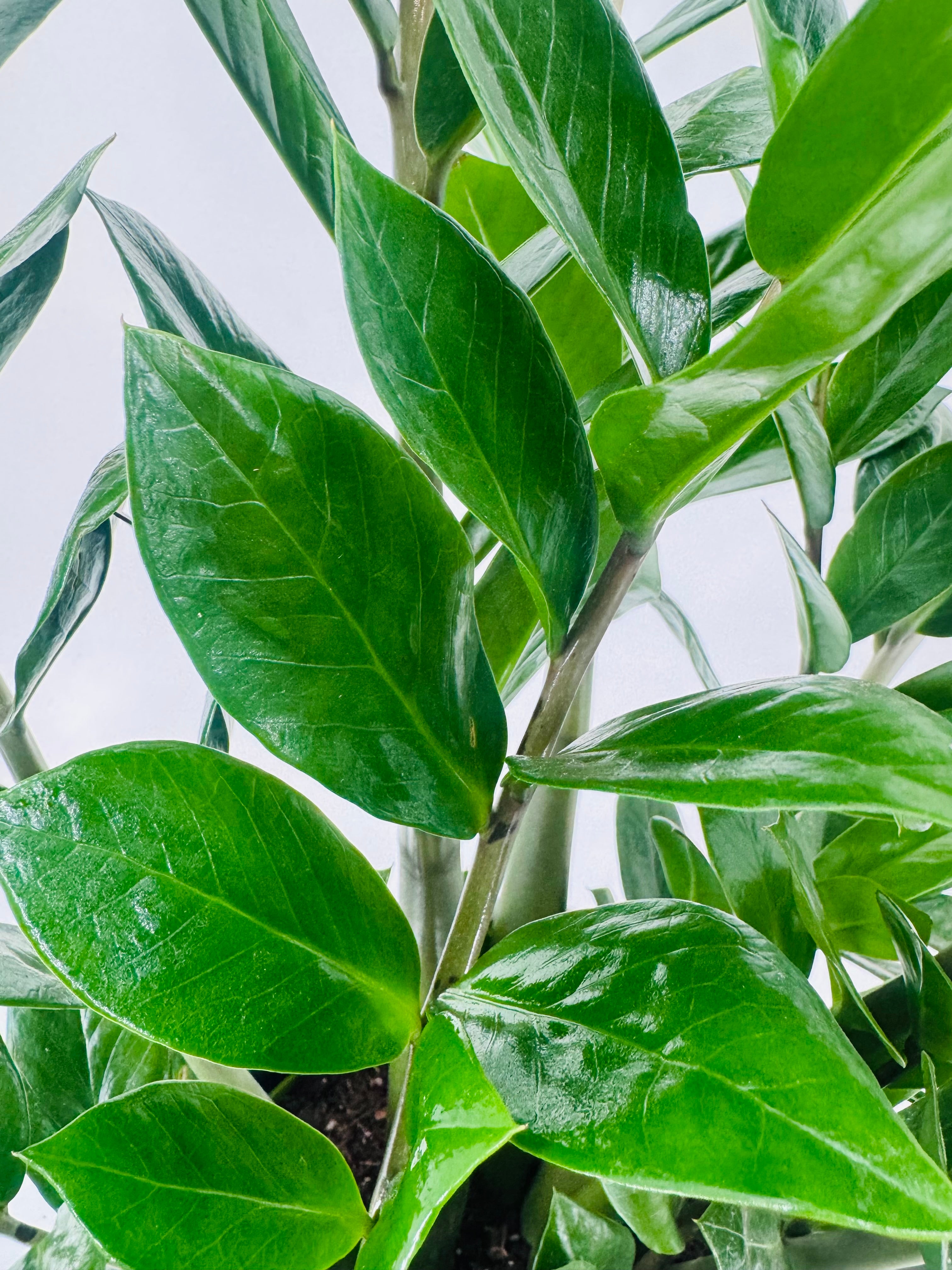 ZAMIOCULCAS ZAMIIFOLIA 11+