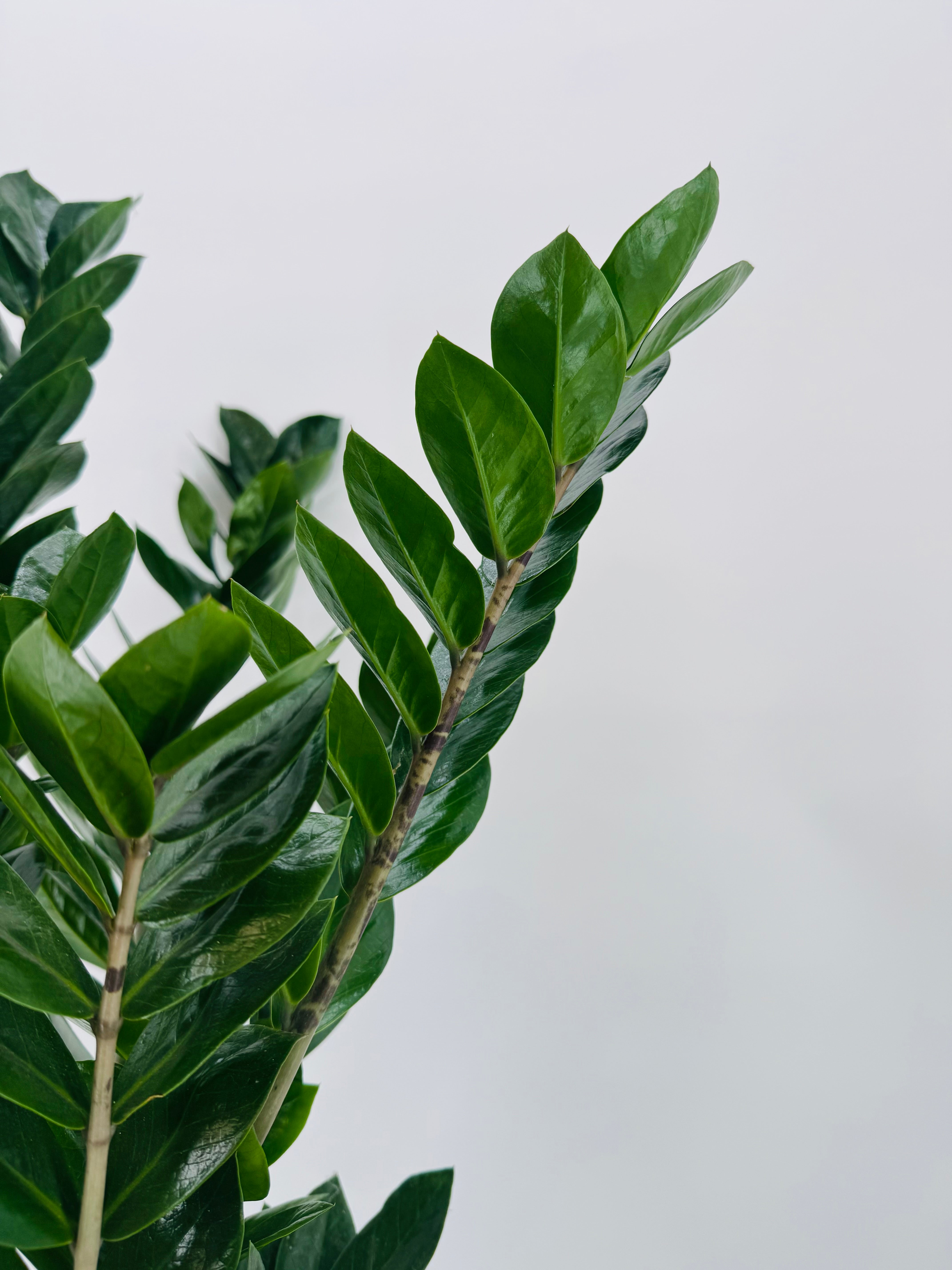 ZAMIOCULCAS ZAMIIFOLIA 11+