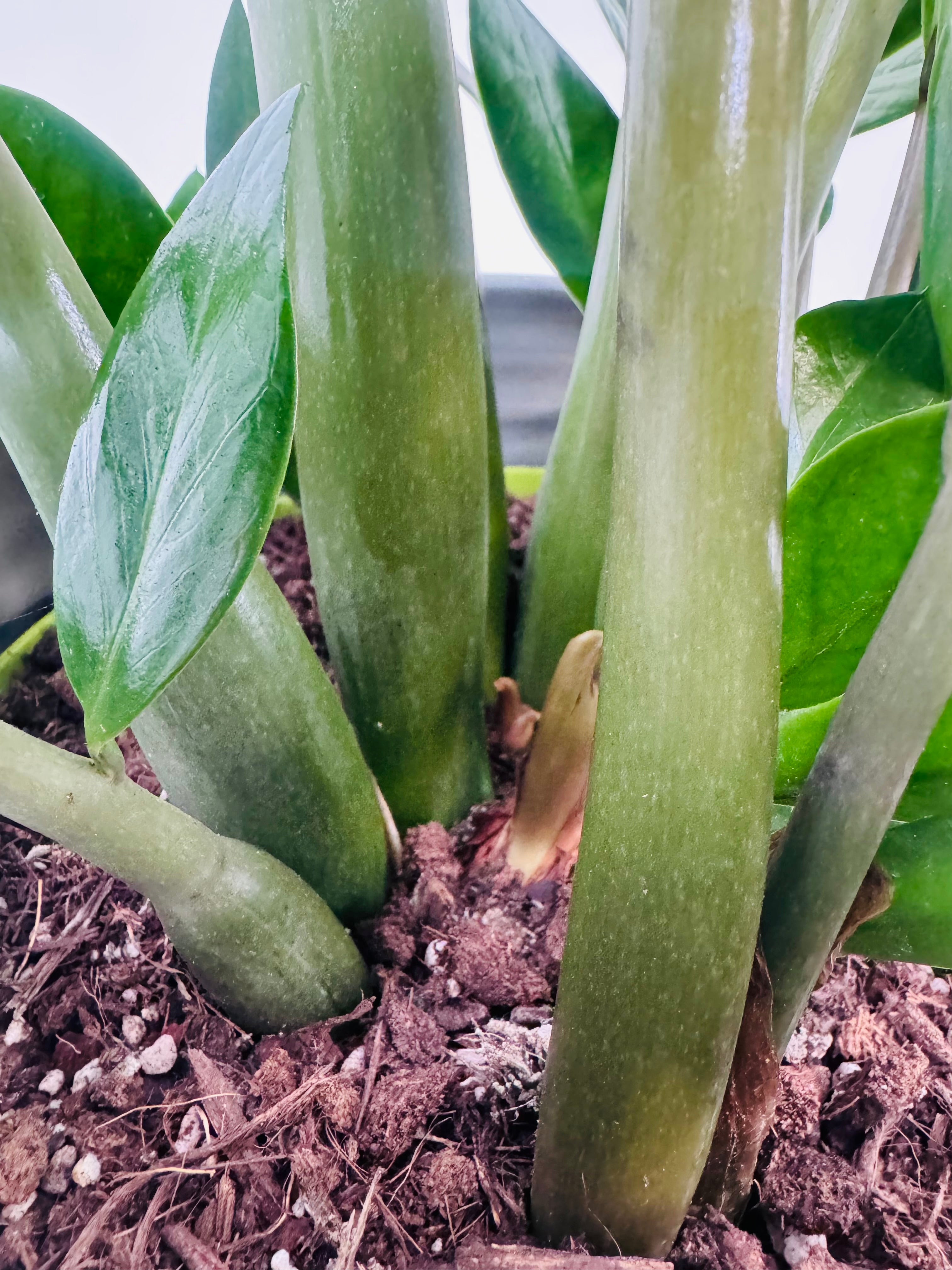 ZAMIOCULCAS ZAMIIFOLIA 11+