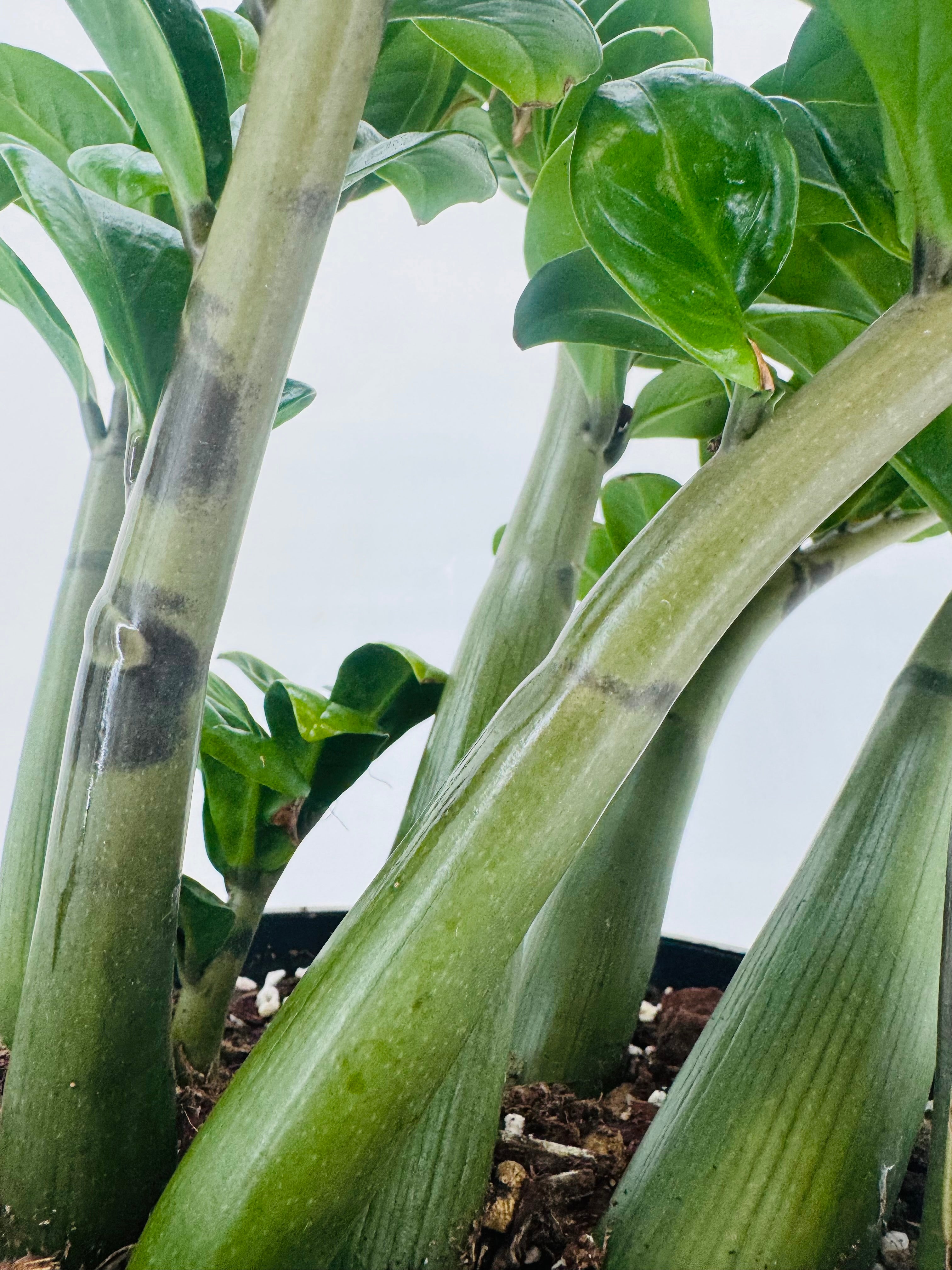ZAMIOCULCAS ZAMIIFOLIA ZENZI M21