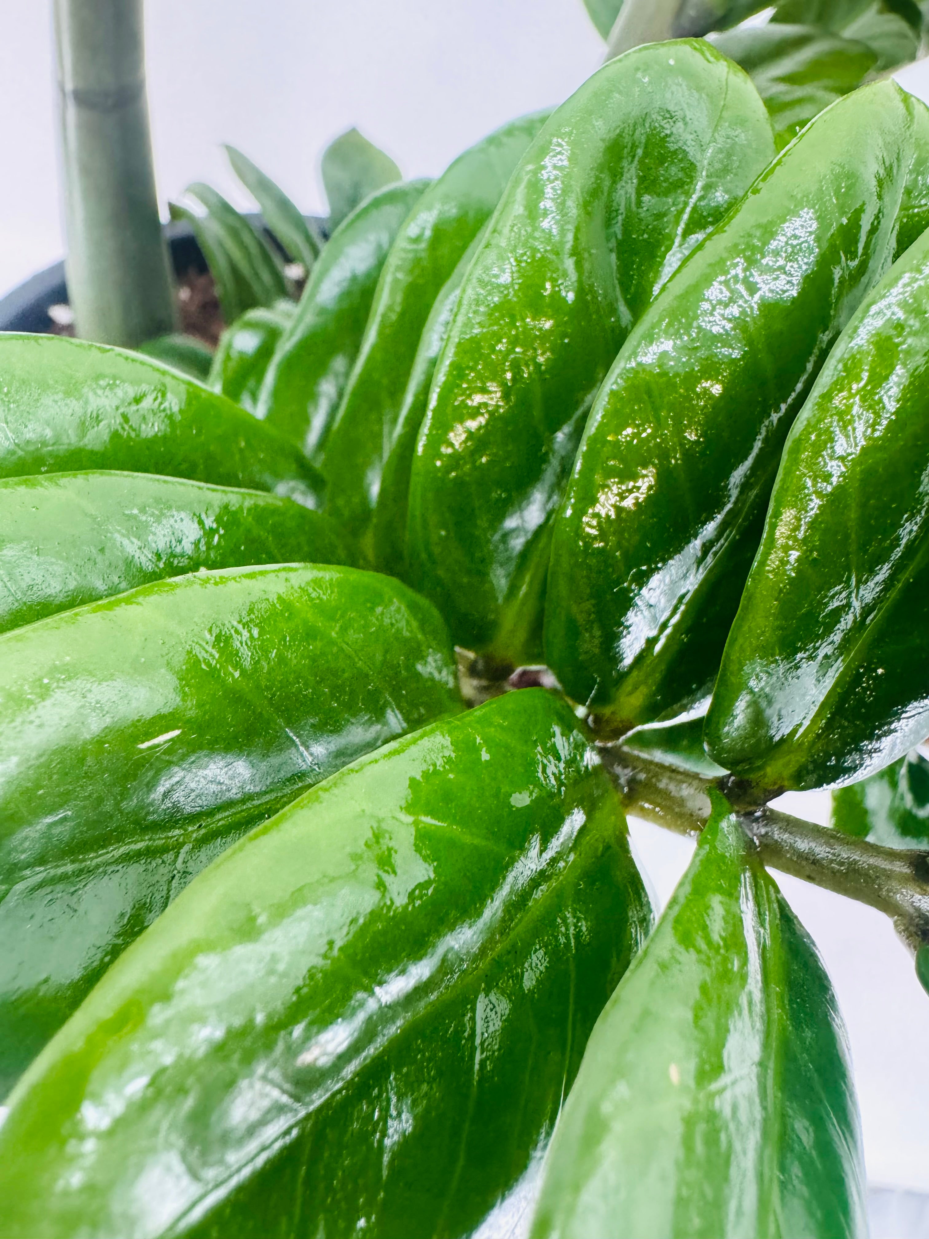 ZAMIOCULCAS ZAMIIFOLIA ZENZI M21