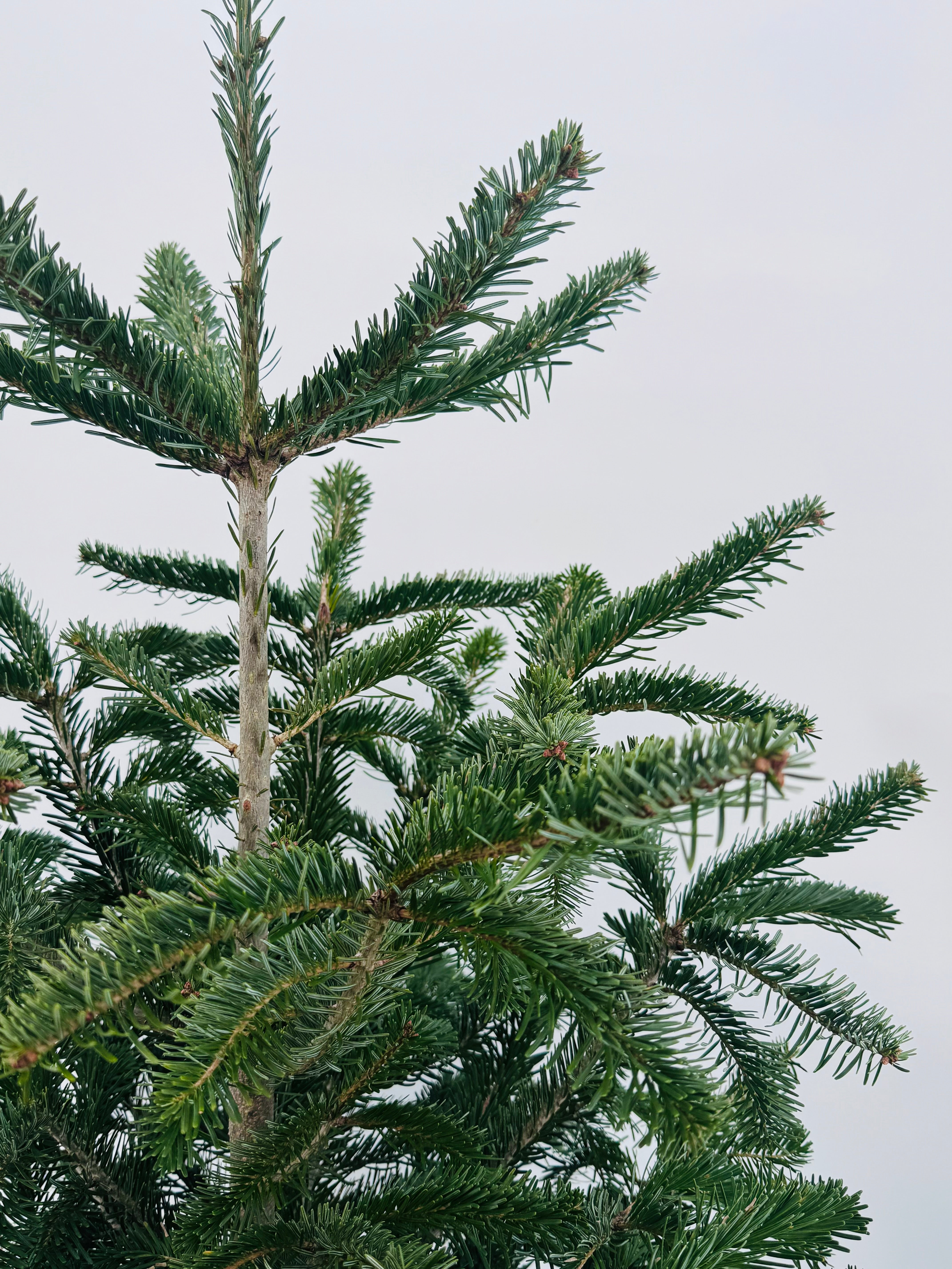 ABIES NORDMANNIANA KIT COPA + BASE 100/125