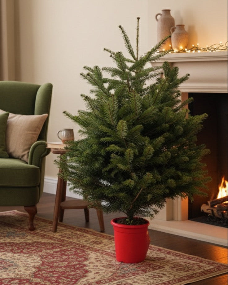 ABIES NORDMANNIANA 125/150