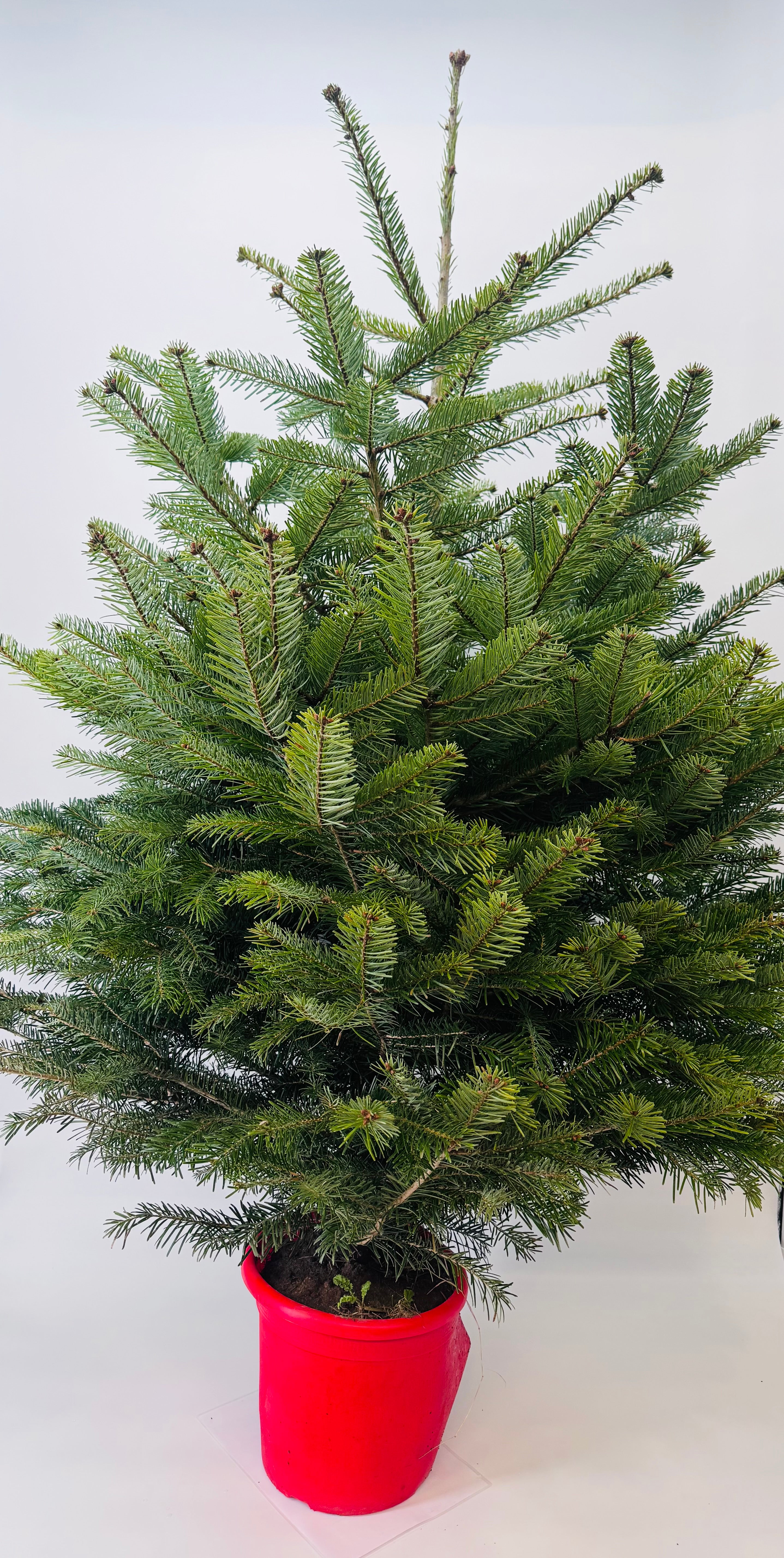 ABIES NORDMANNIANA 125/150