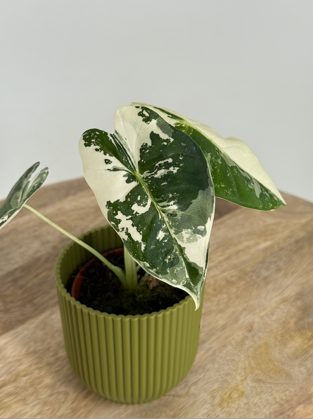 ALOCASIA FRYDEK VARIEGATA M8