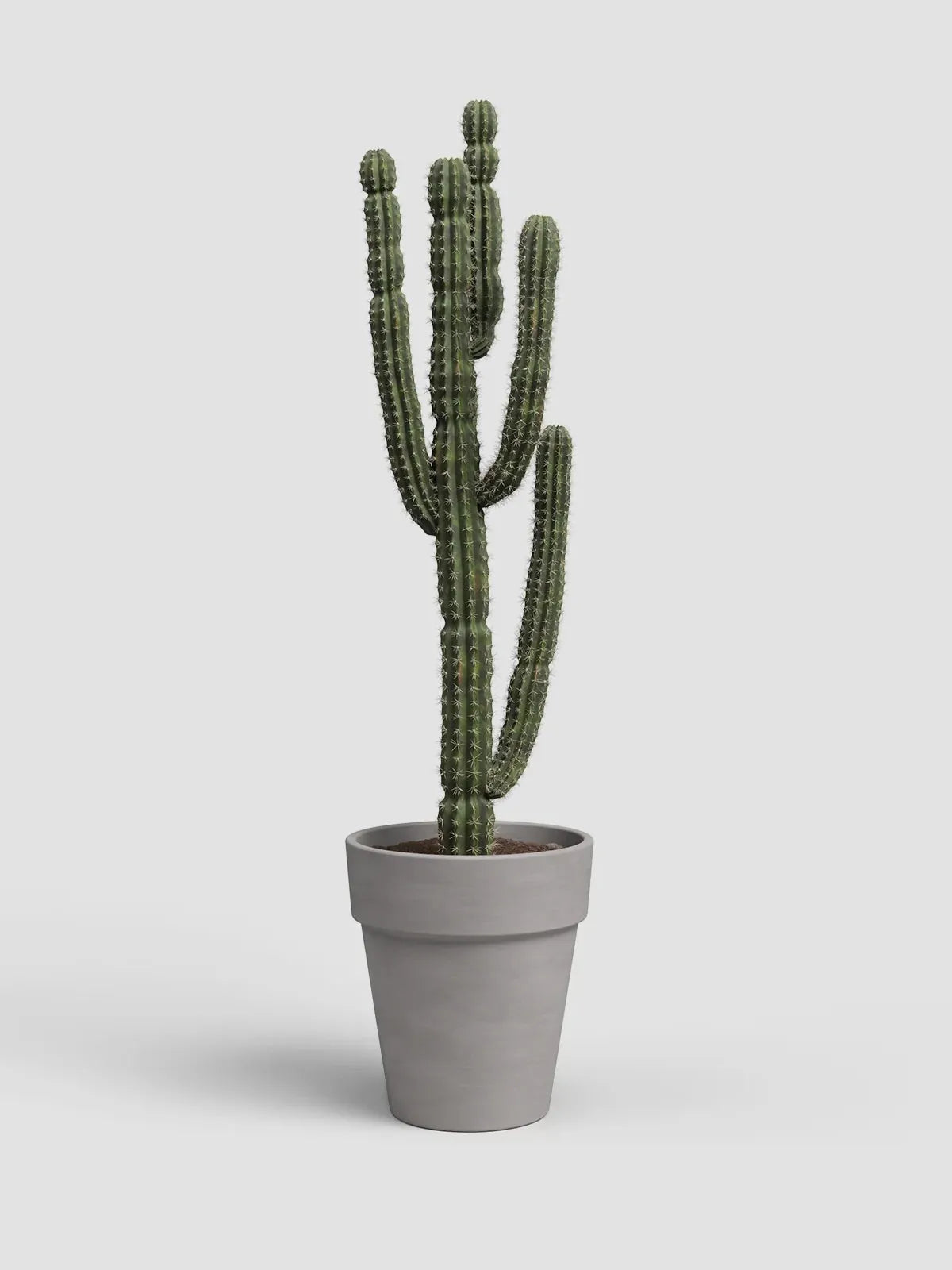 MACETA AMÁLIA ANCHA VULCANO