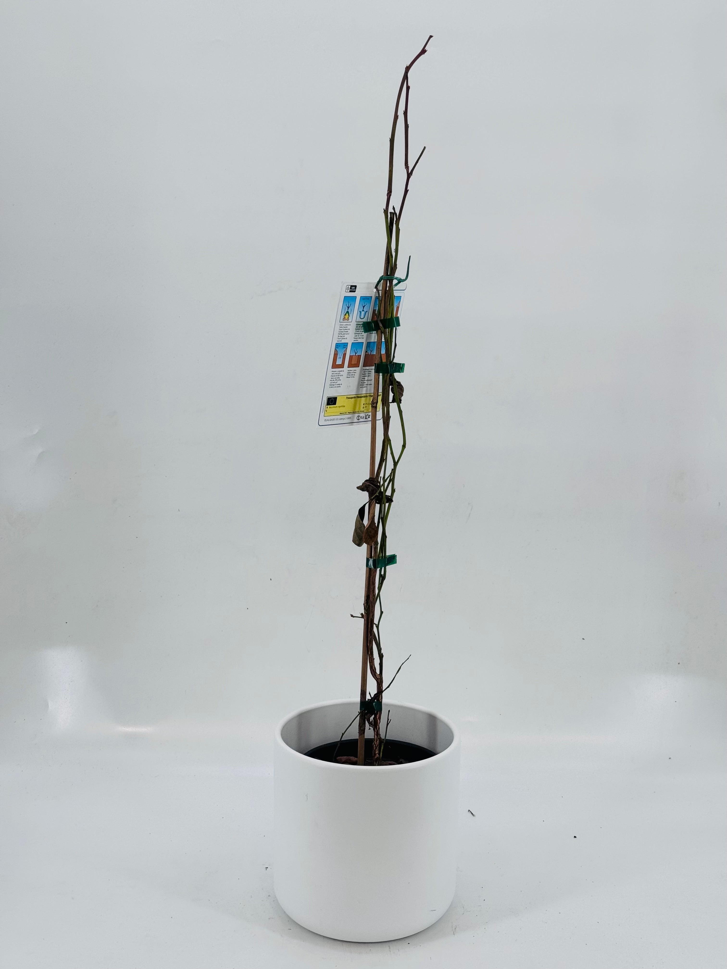 ARANDANO VARIEDADES 3L