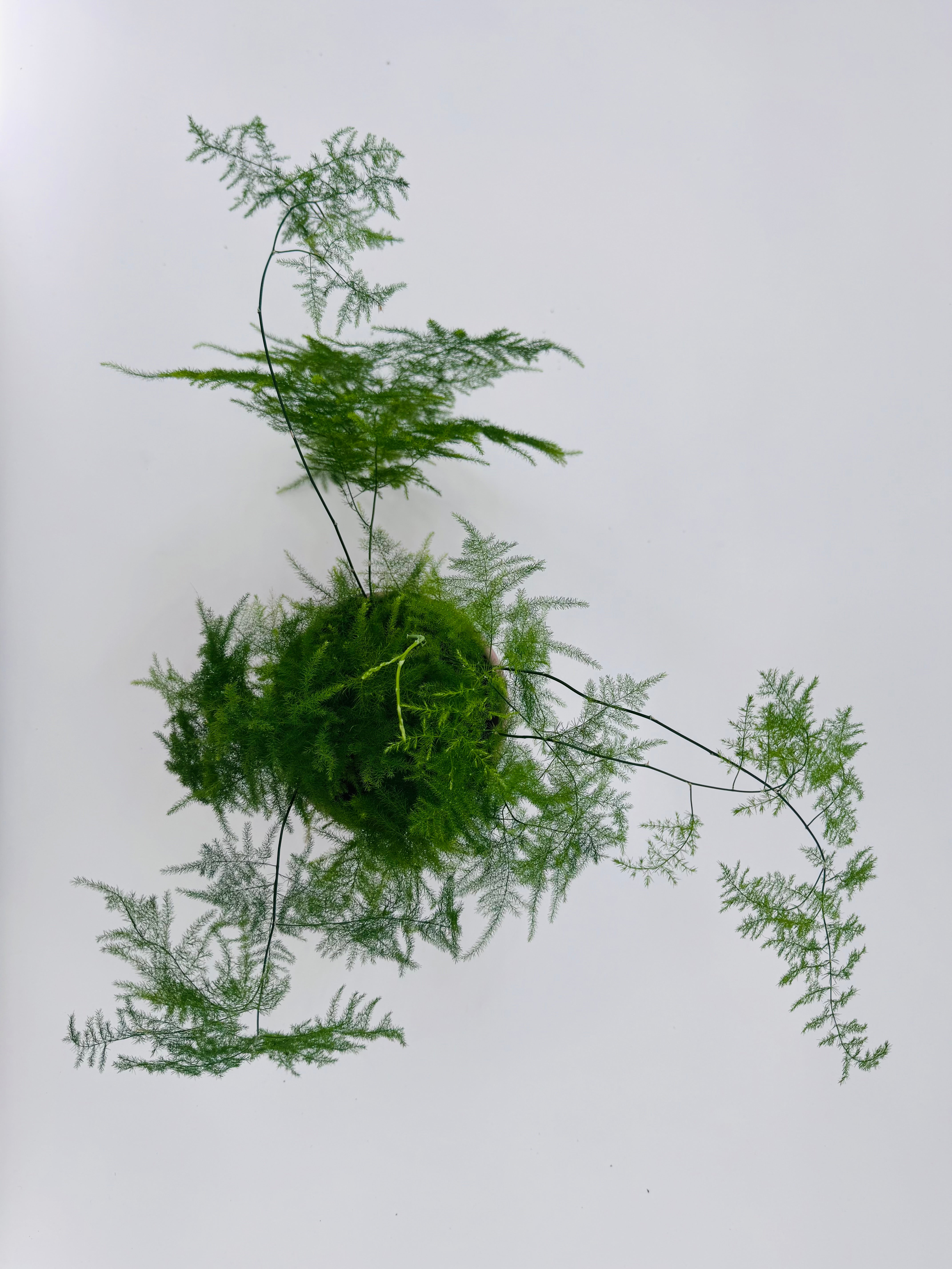 ASPARAGUS PLUMOSO M12