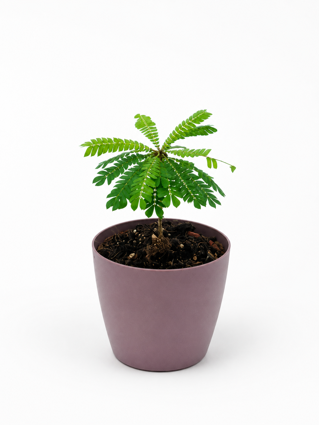 BIOPHYTUM SENSITIVE