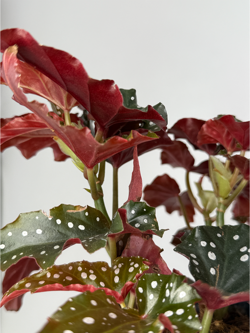 BEGONIA BLACK FORREST M14