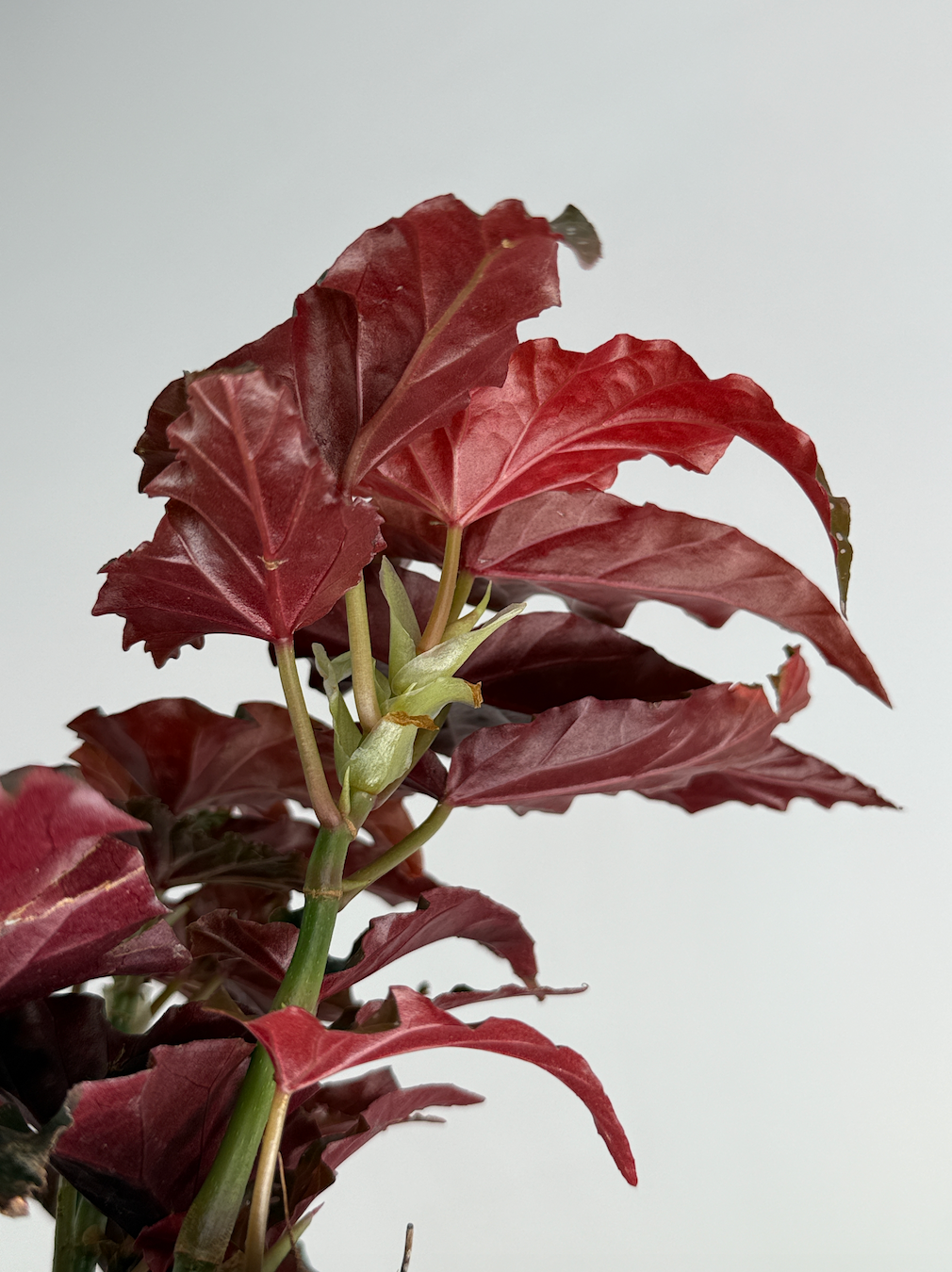 BEGONIA BLACK FORREST M14