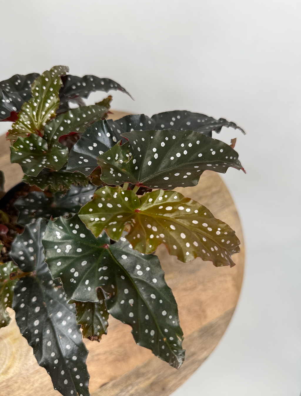 BEGONIA BLACK FORREST M14
