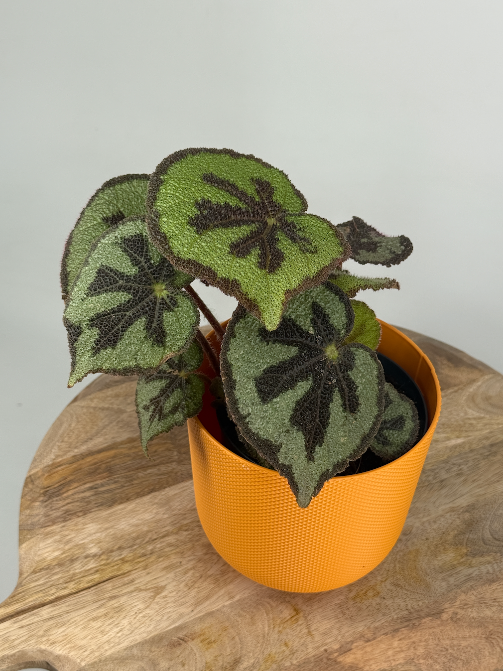 BEGONIA MASONIANA MOUNTAIN