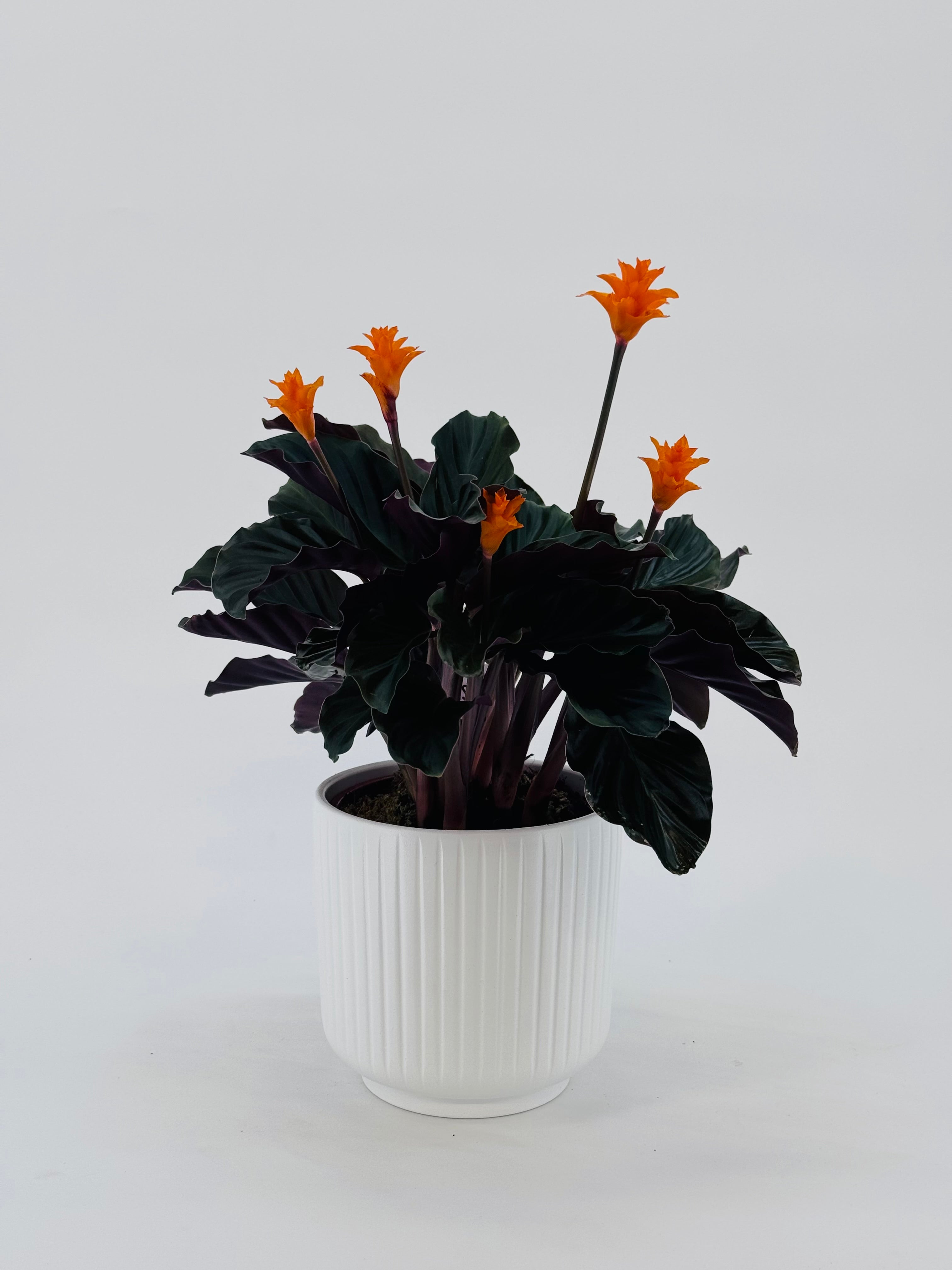 CALATHEA CROCATA TASSMANIA M14