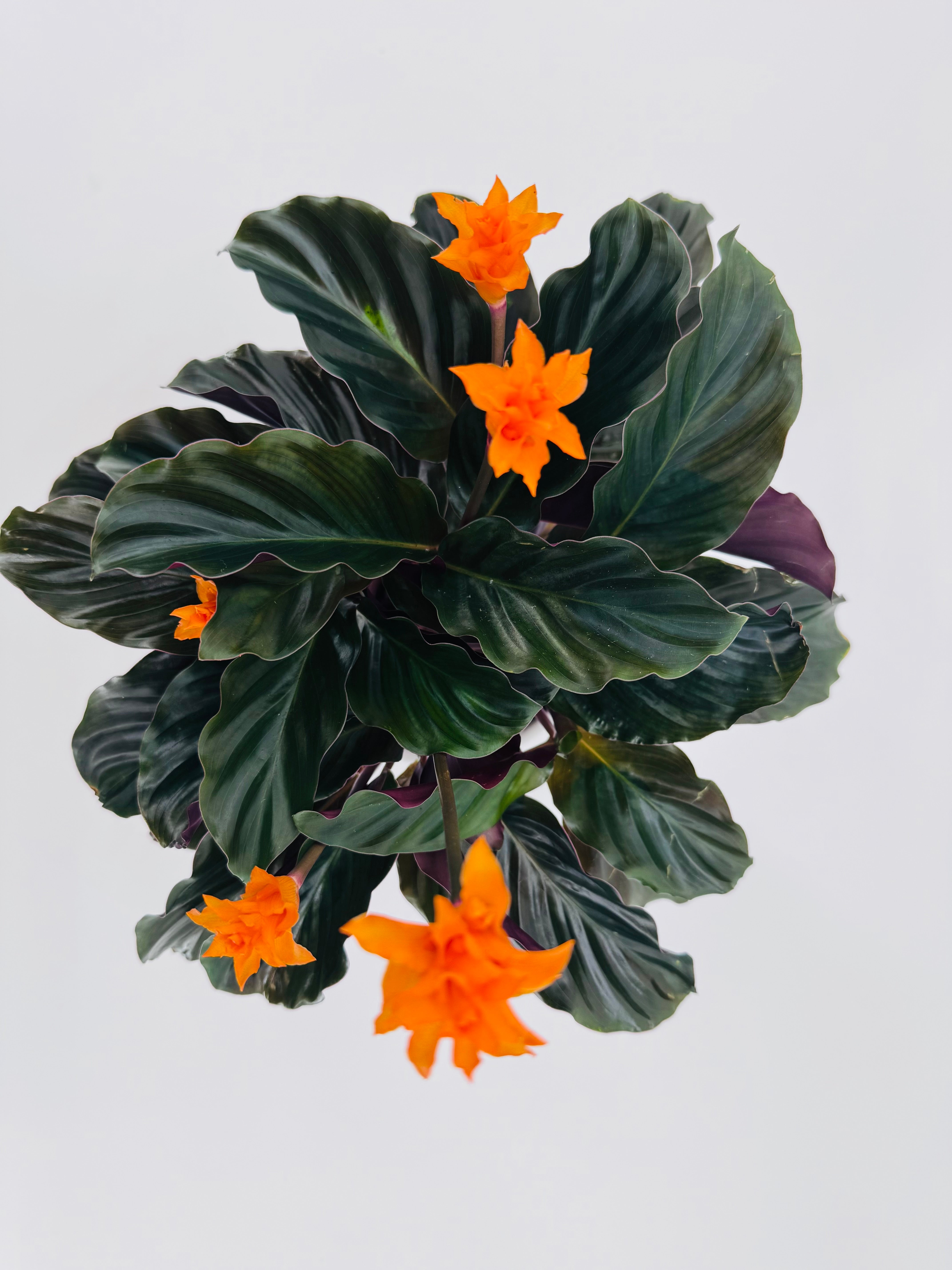 CALATHEA CROCATA TASSMANIA M14