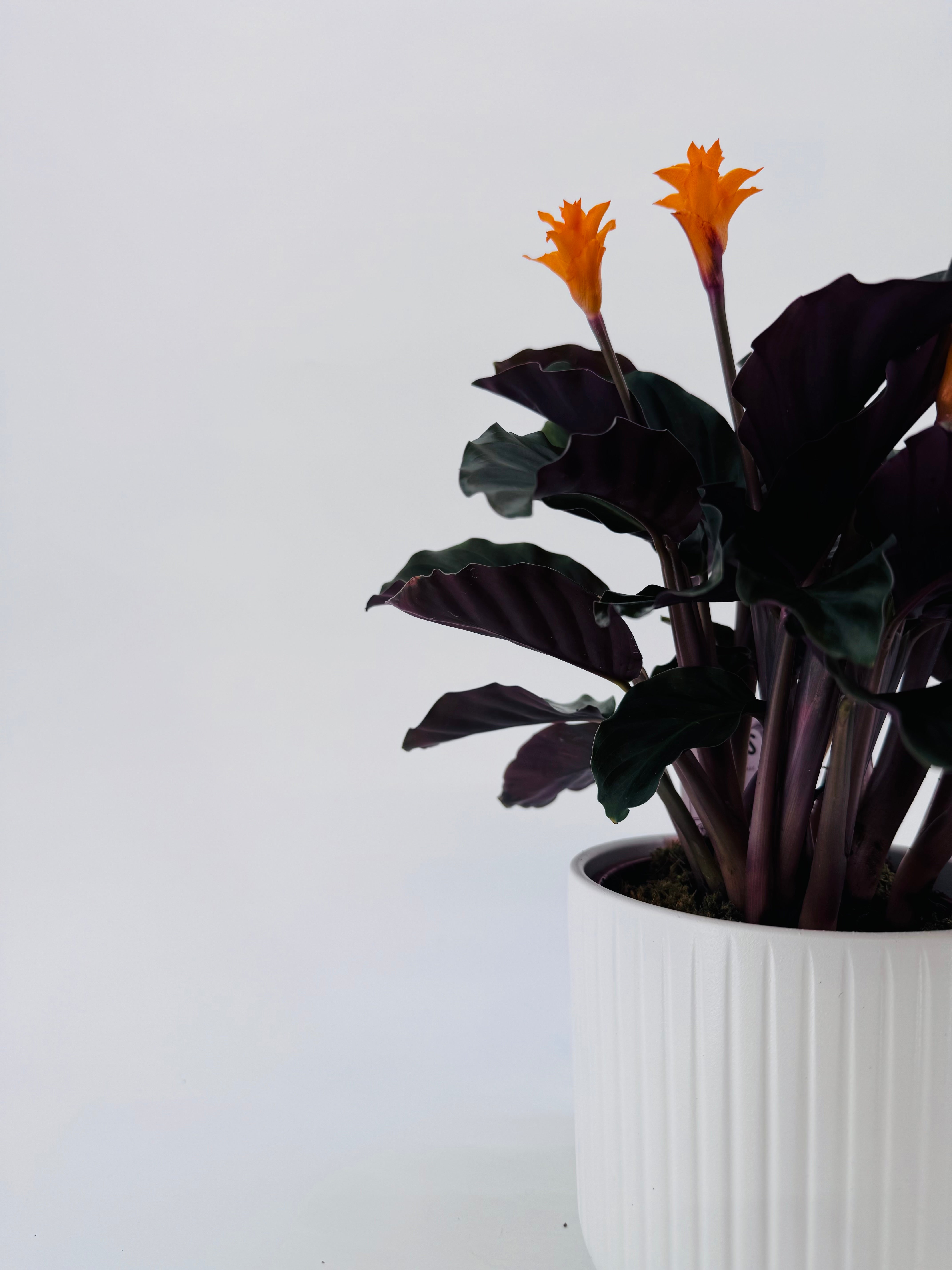 CALATHEA CROCATA TASSMANIA M14