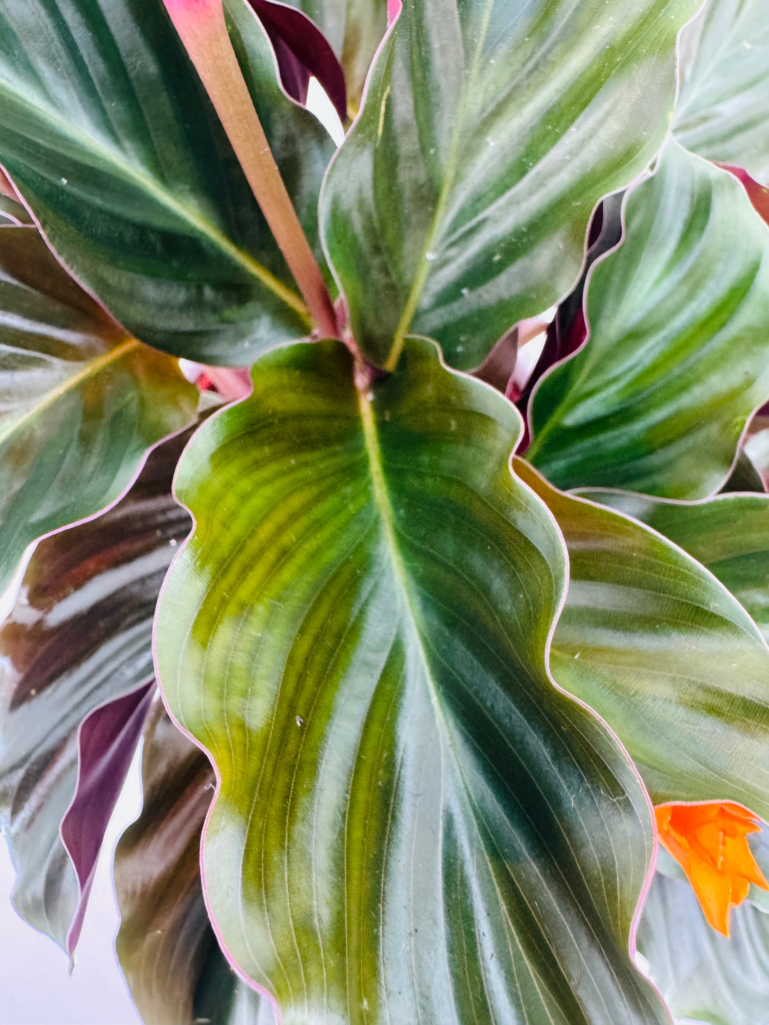 CALATHEA CROCATA TASSMANIA M14